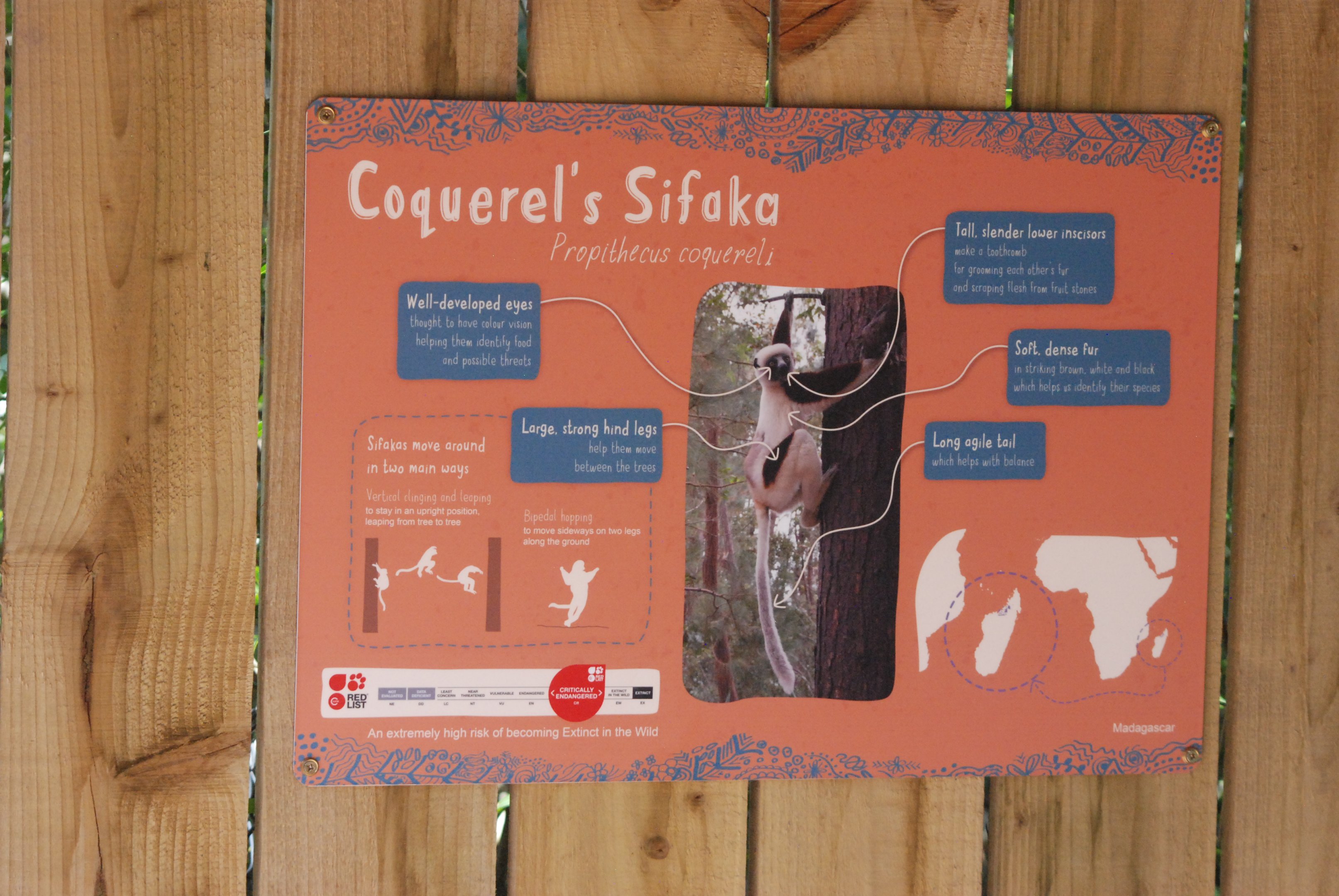Signage Example (Coquerel's Sifaka) at Chester, 20th July 2021