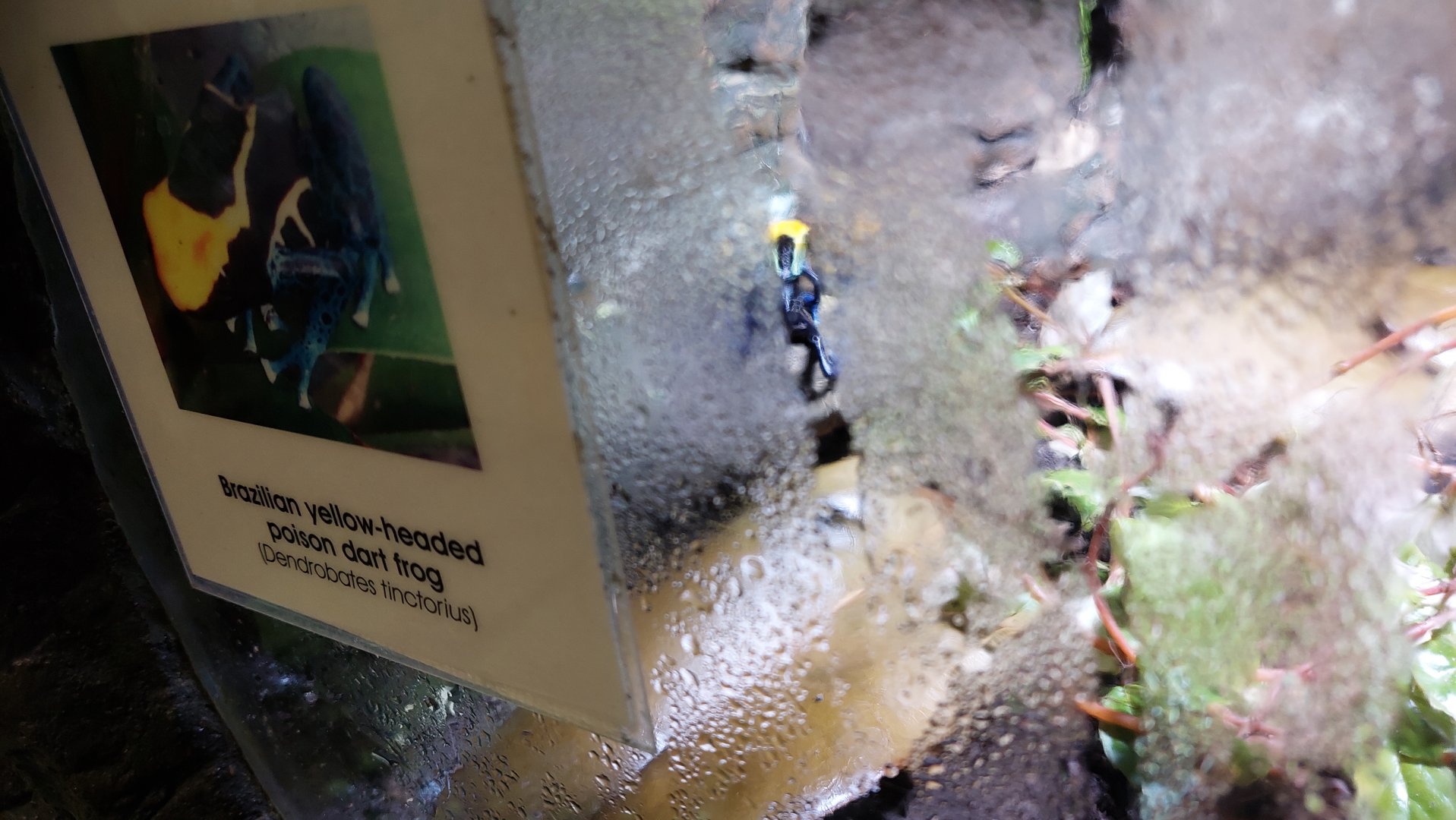 Signage Example- Dart Frog Terrarium