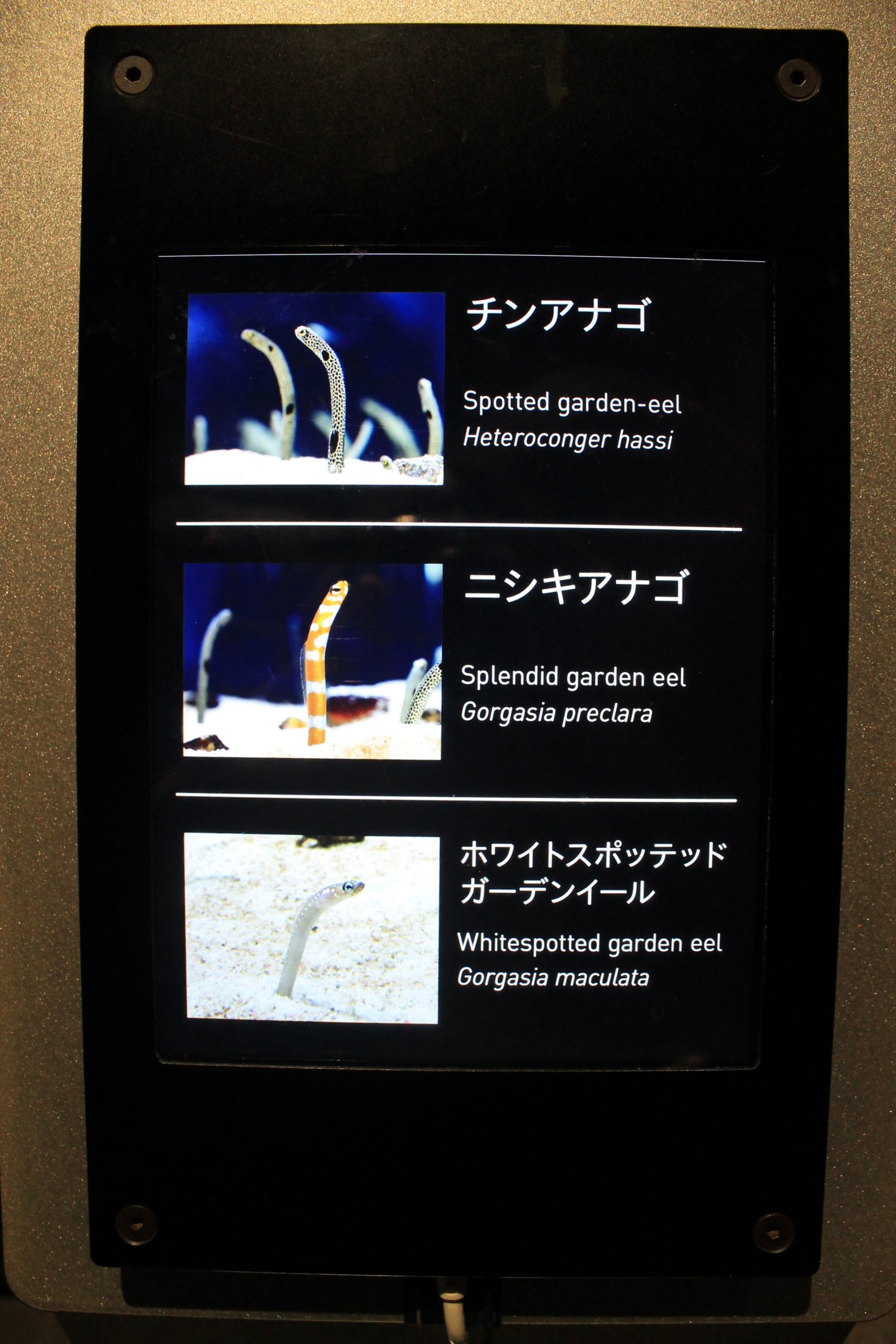 Signage example (for Garden Eels)
