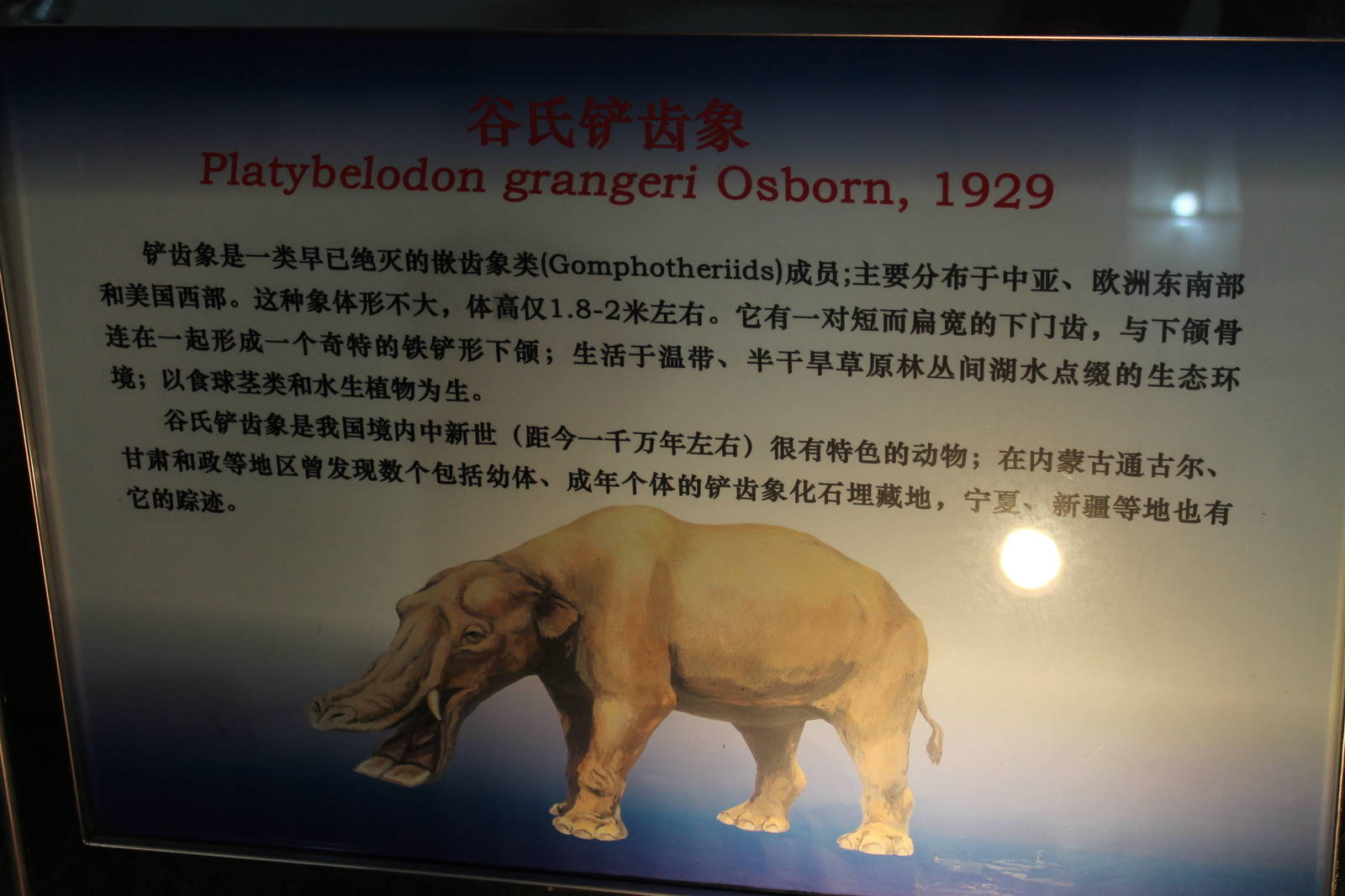 signage example (for Platybelodon grangeri)