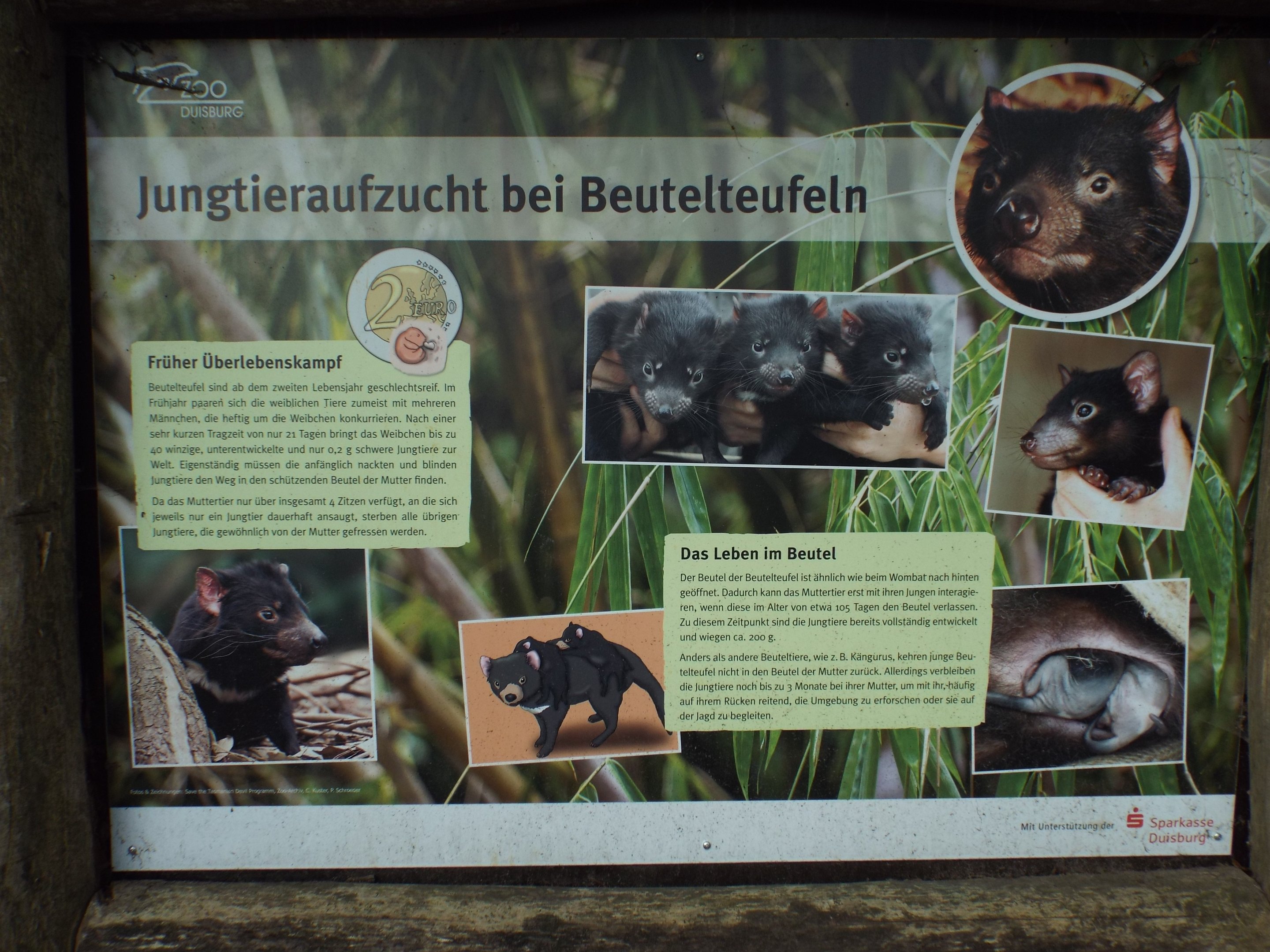 Signage example for Tasmanian Devil