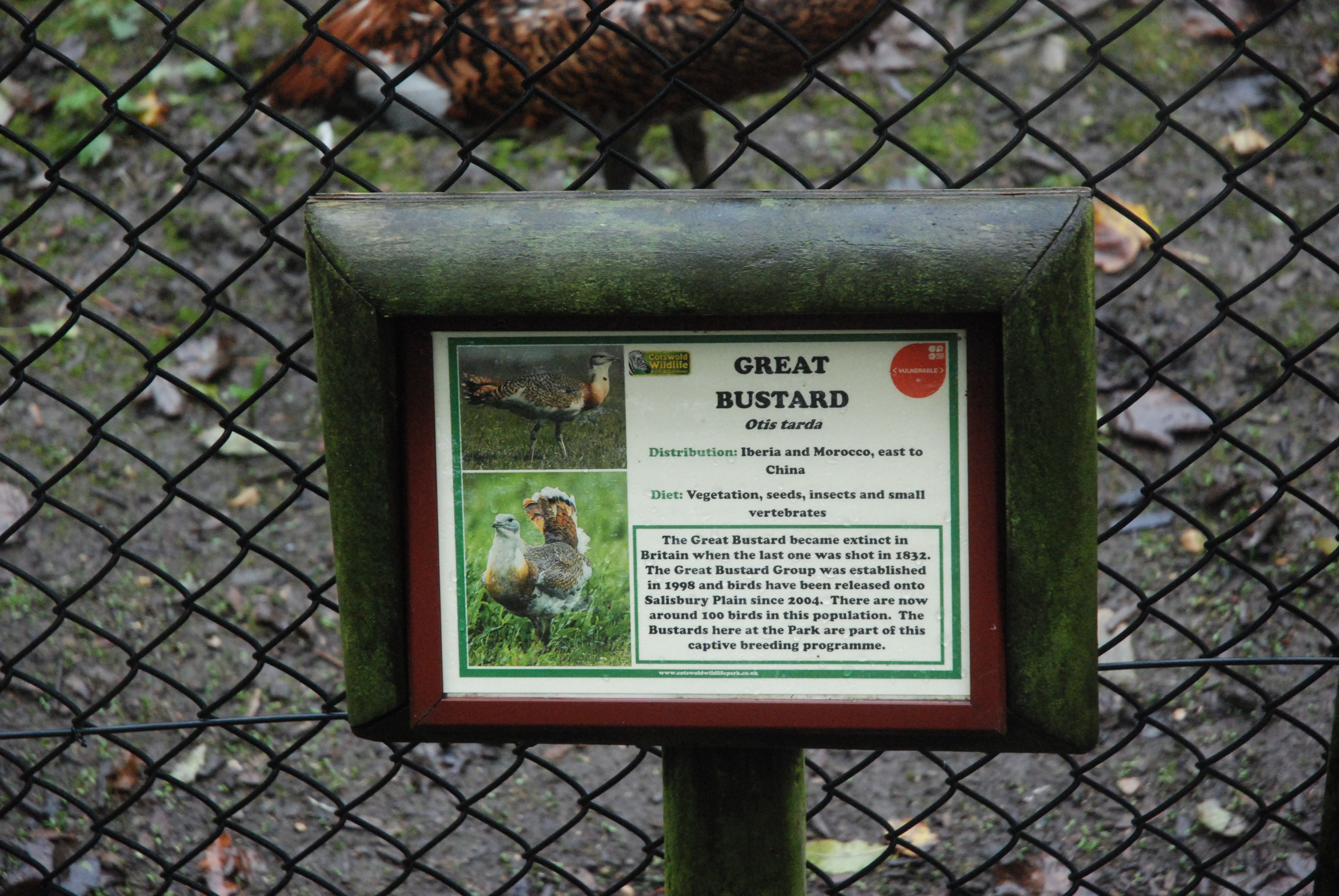 Signage Example (Great Bustard) at Cotswold, October 31st 2020