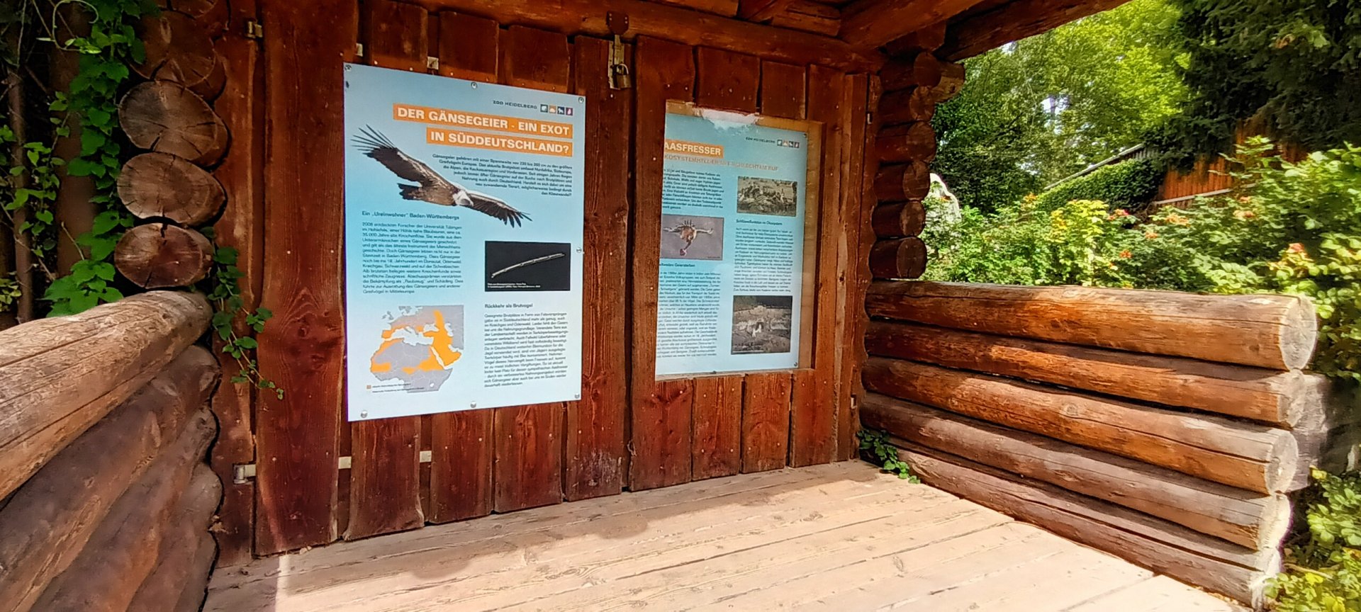 Signage example Griffon Vulture