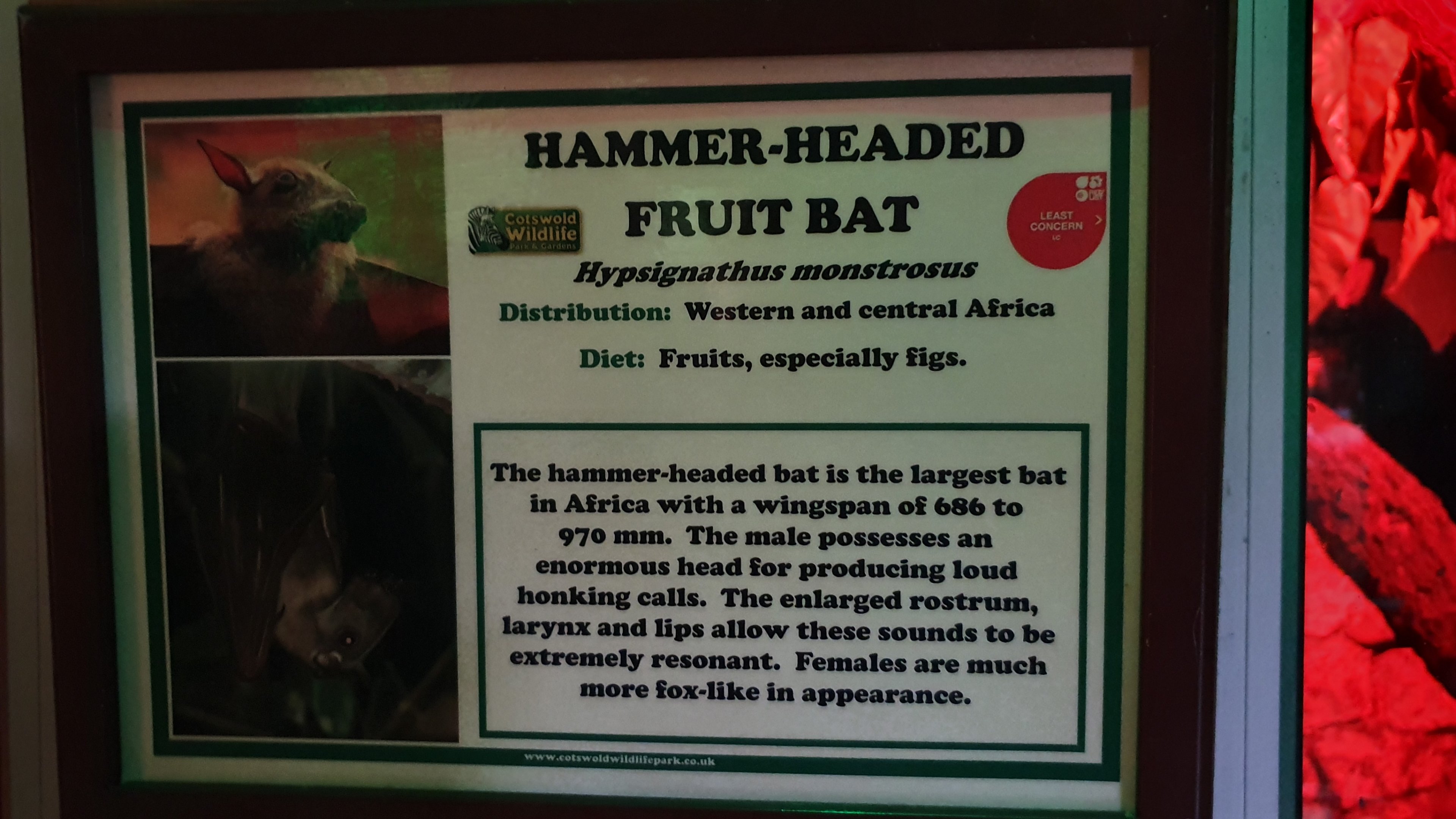 Signage Example (Hammerhead Fruit Bat) at Cotswold, October 31st 2020