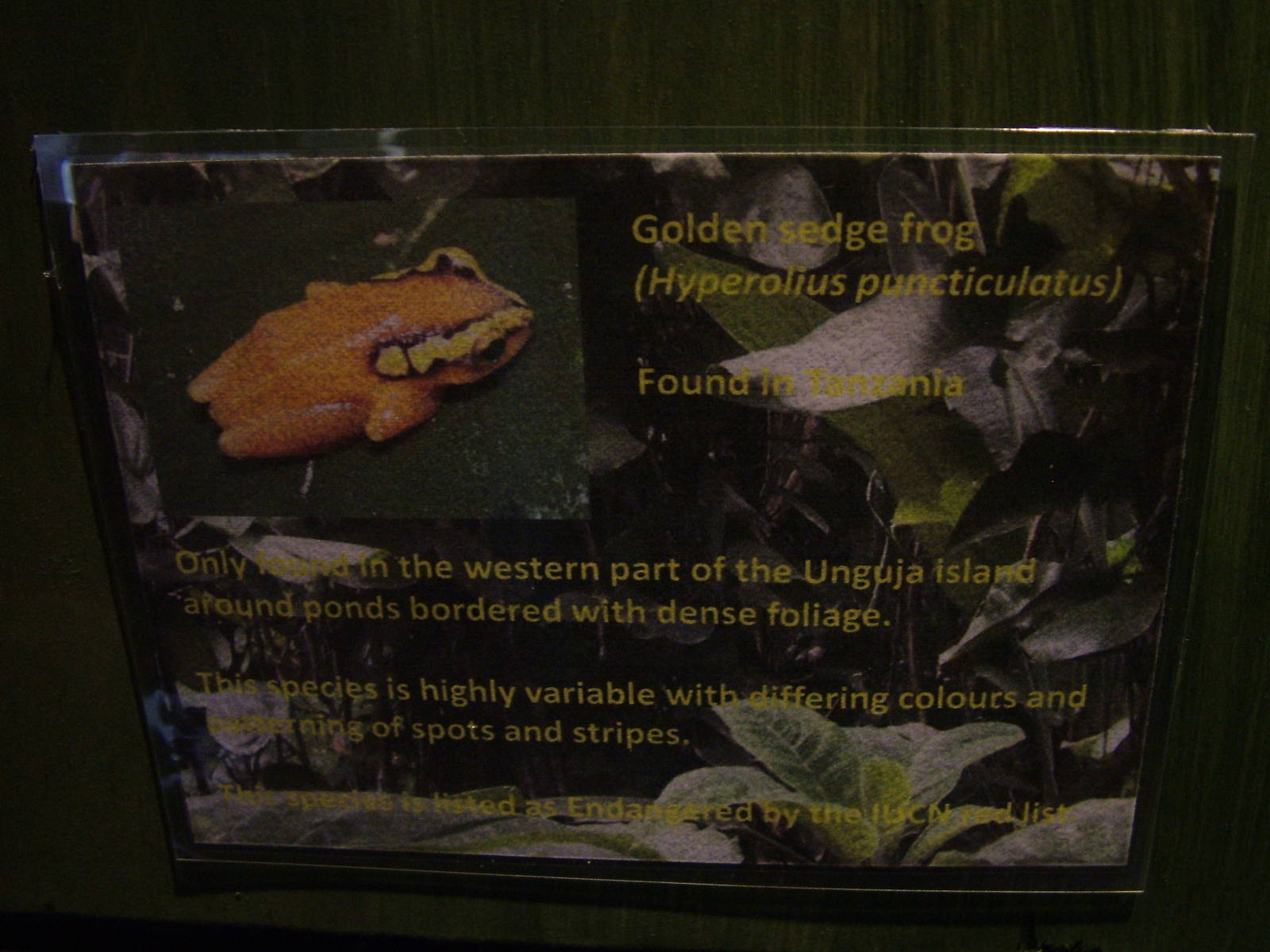 Signage Example in the Amphibian Room at Blackbrook, 12/06/10