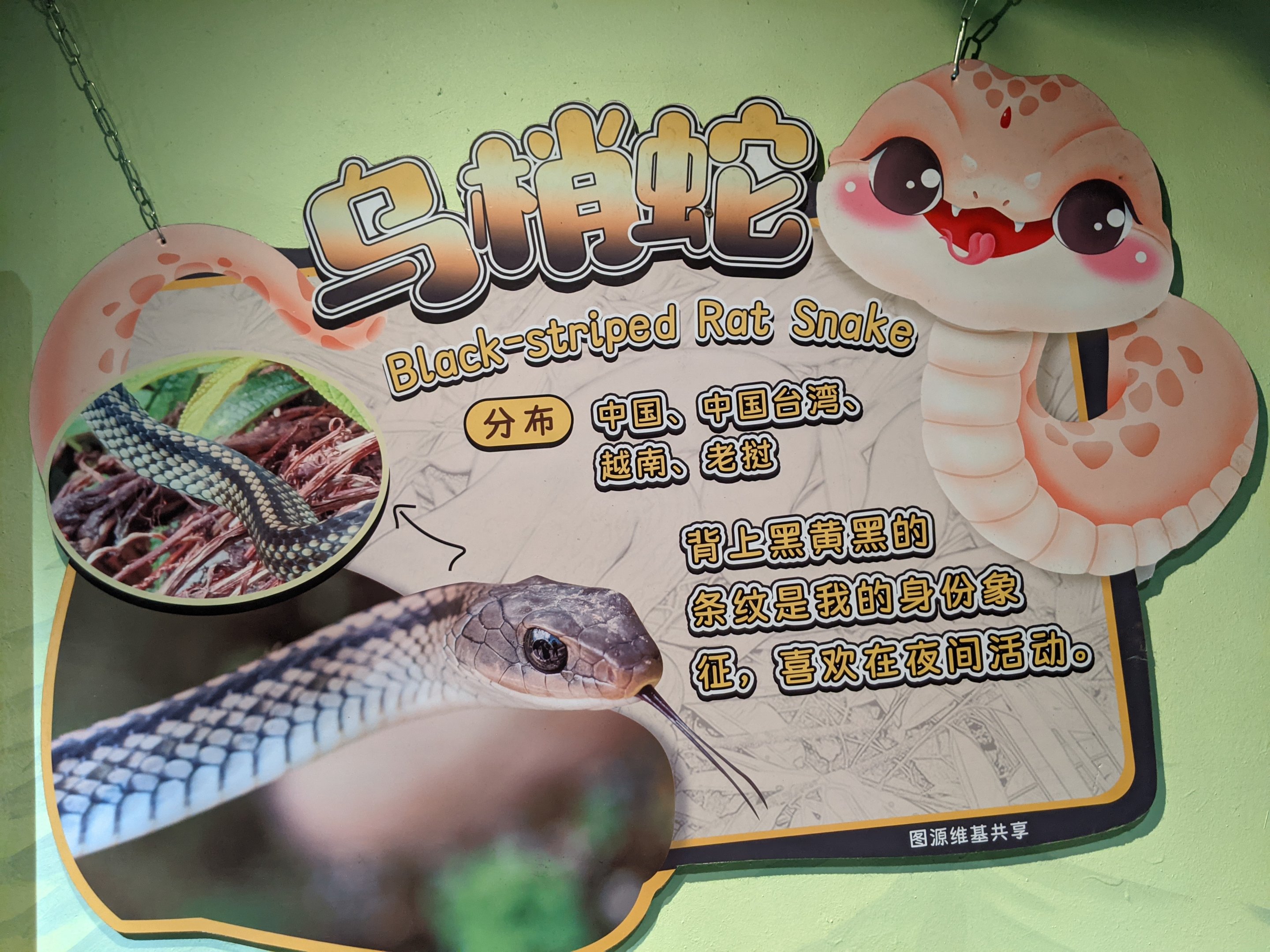 Signage example in the reptile house (Ptyas dhumnades)