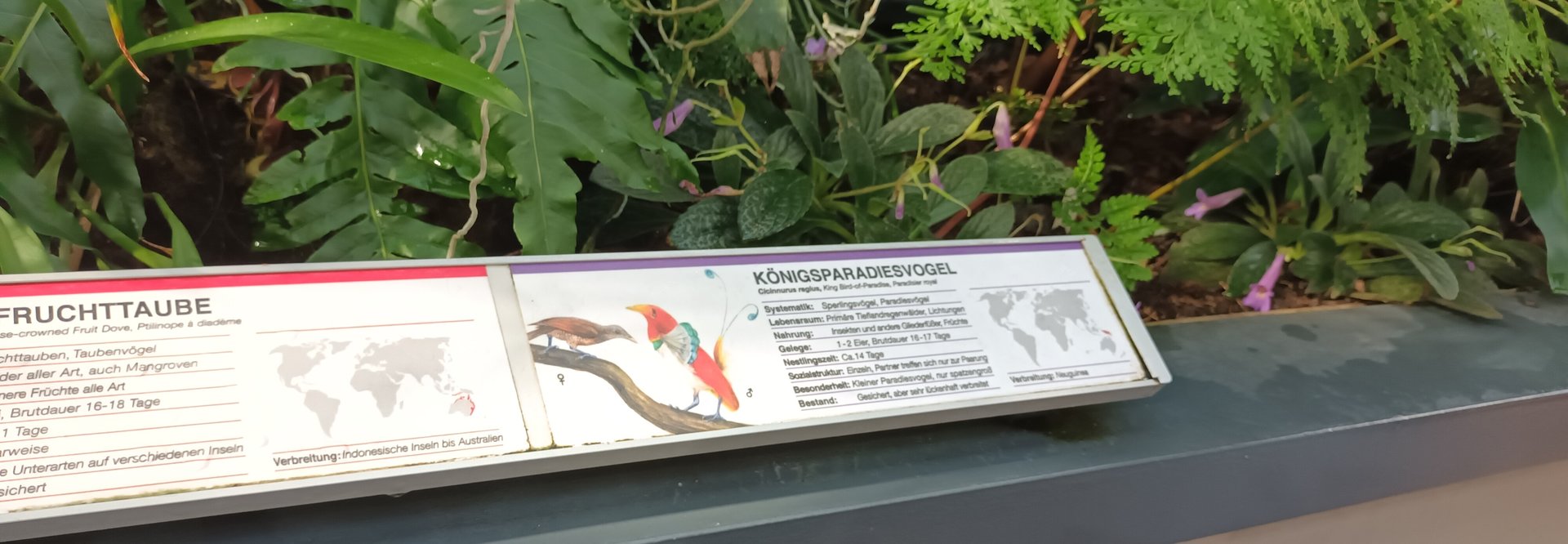 Signage Example King Bird of Paradise
