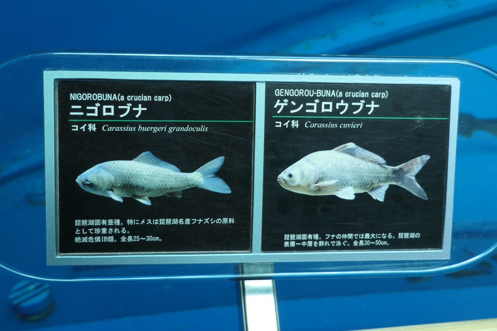 Signage example - Lake Biwa Museum