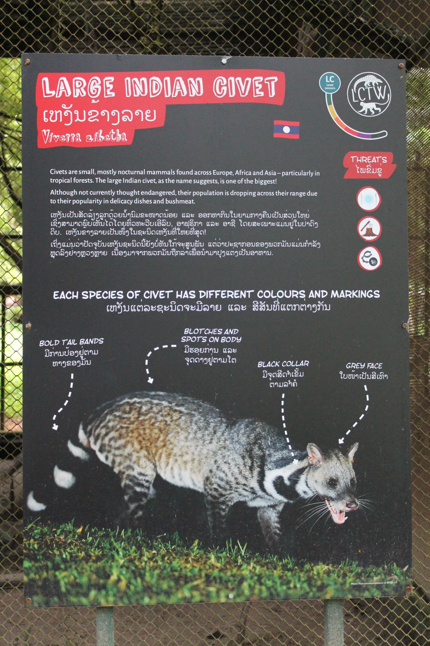 signage example (Large Indian Civet)