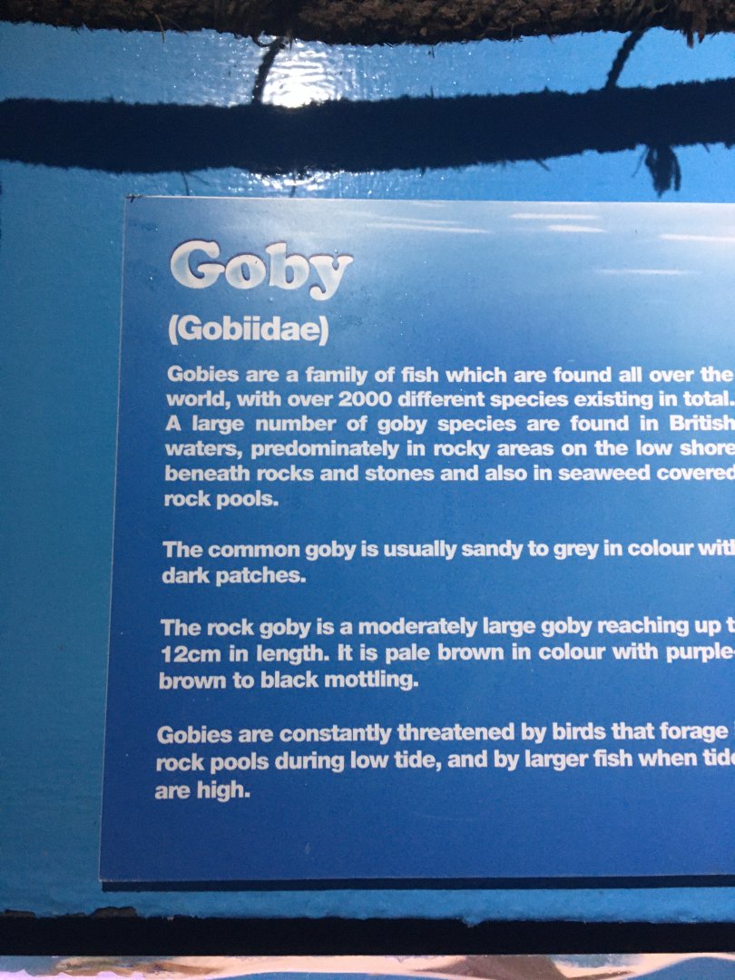Signage Example - Lyme Regis Marine Aquarium