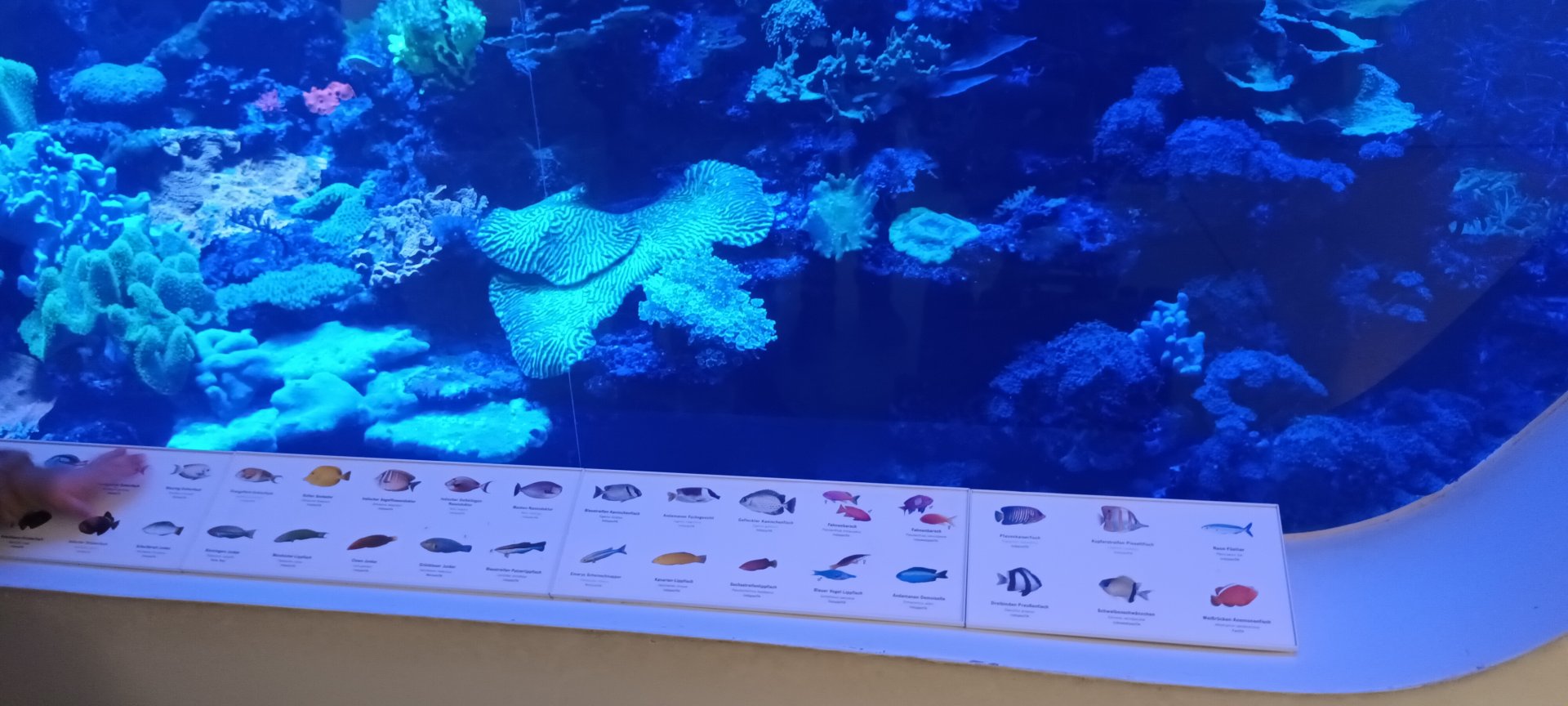 Signage Example: Main Tank Reef Fishes