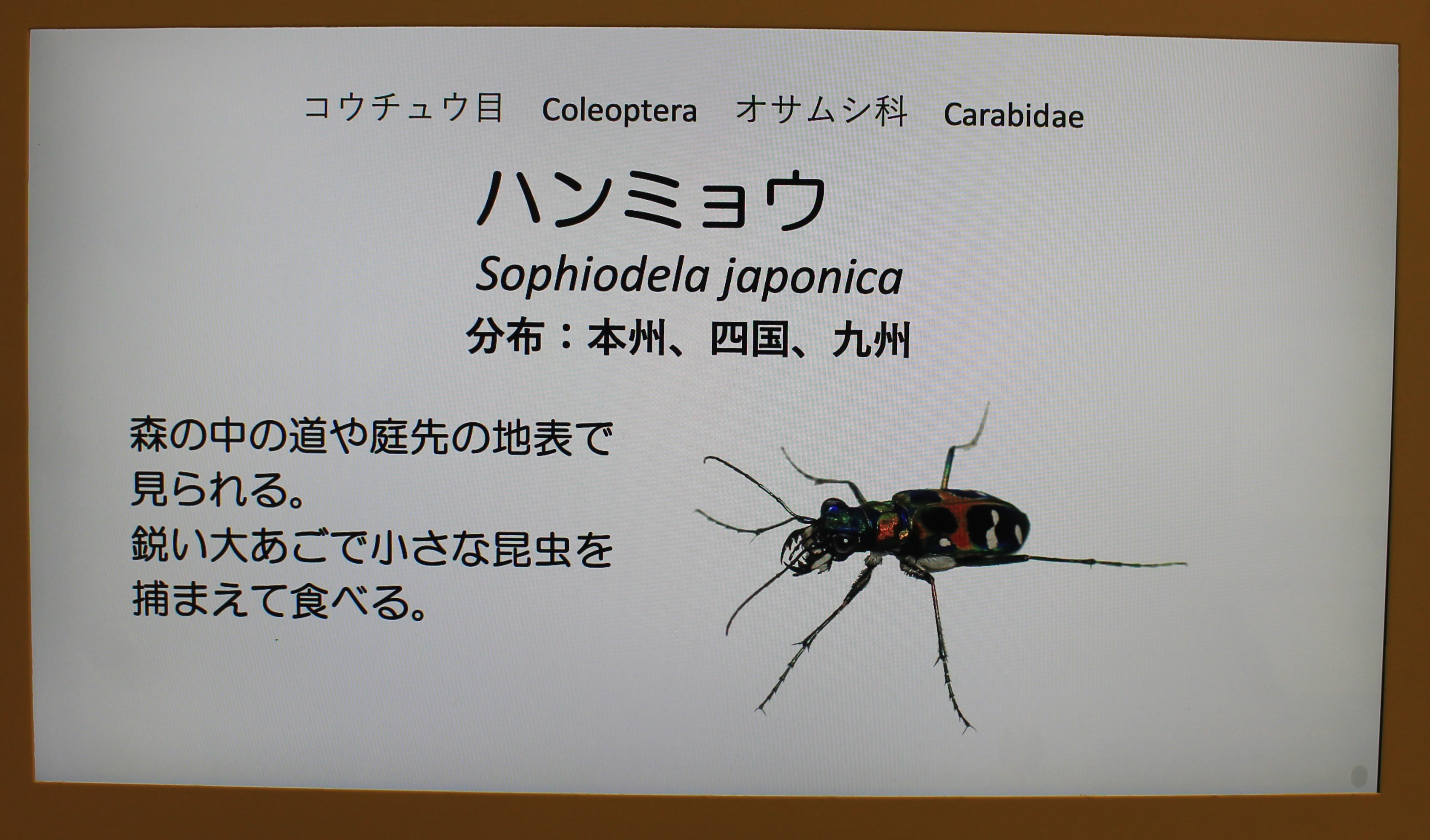 signage example - Minoh Park Insect Museum (Osaka)