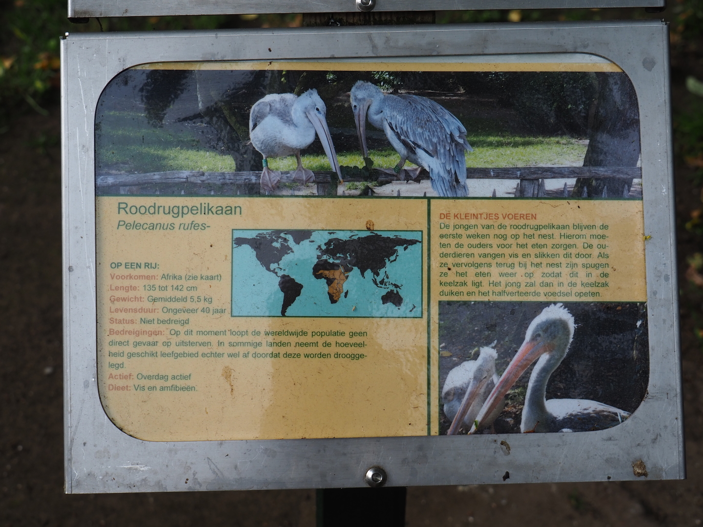 Signage example - Pink-backed pelican, 2019-05-25