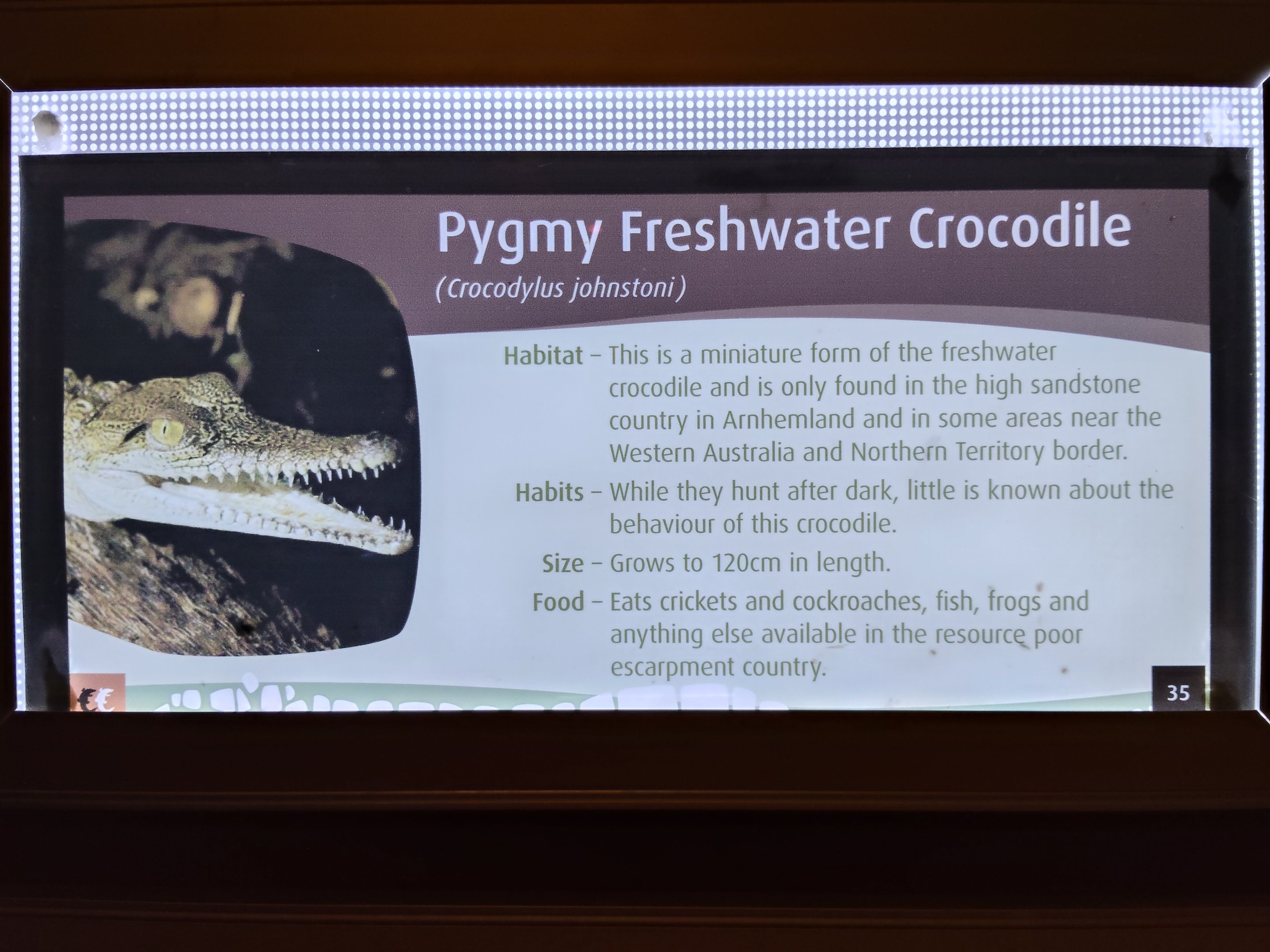 Signage example- "Pygmy Freshwater Crocodile"