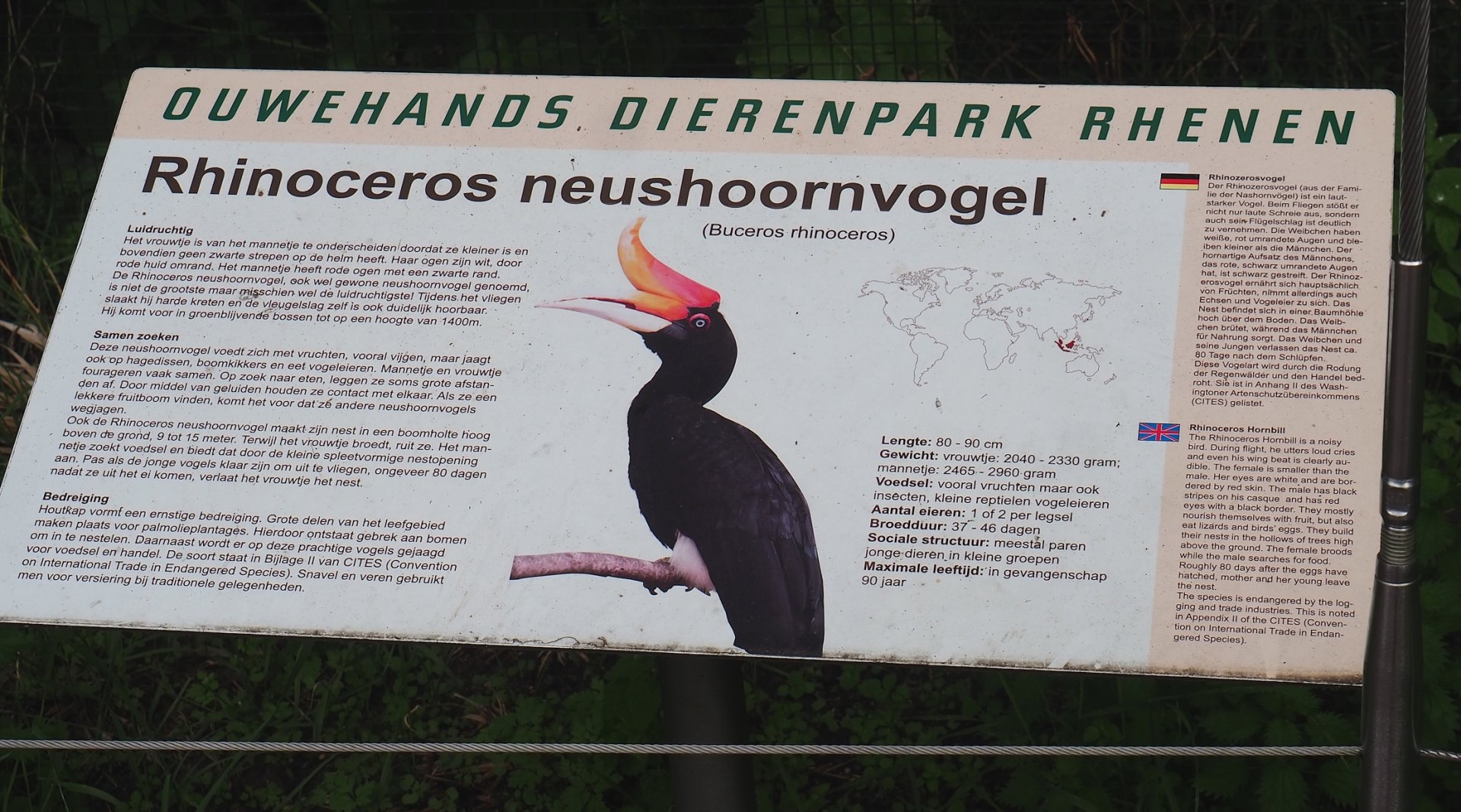 Signage example - Rhinoceros hornbill, 2023-08-17