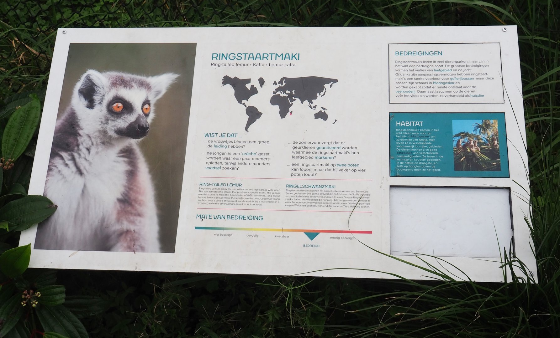 Signage example - Ring-tailed lemur, 2023-08-17