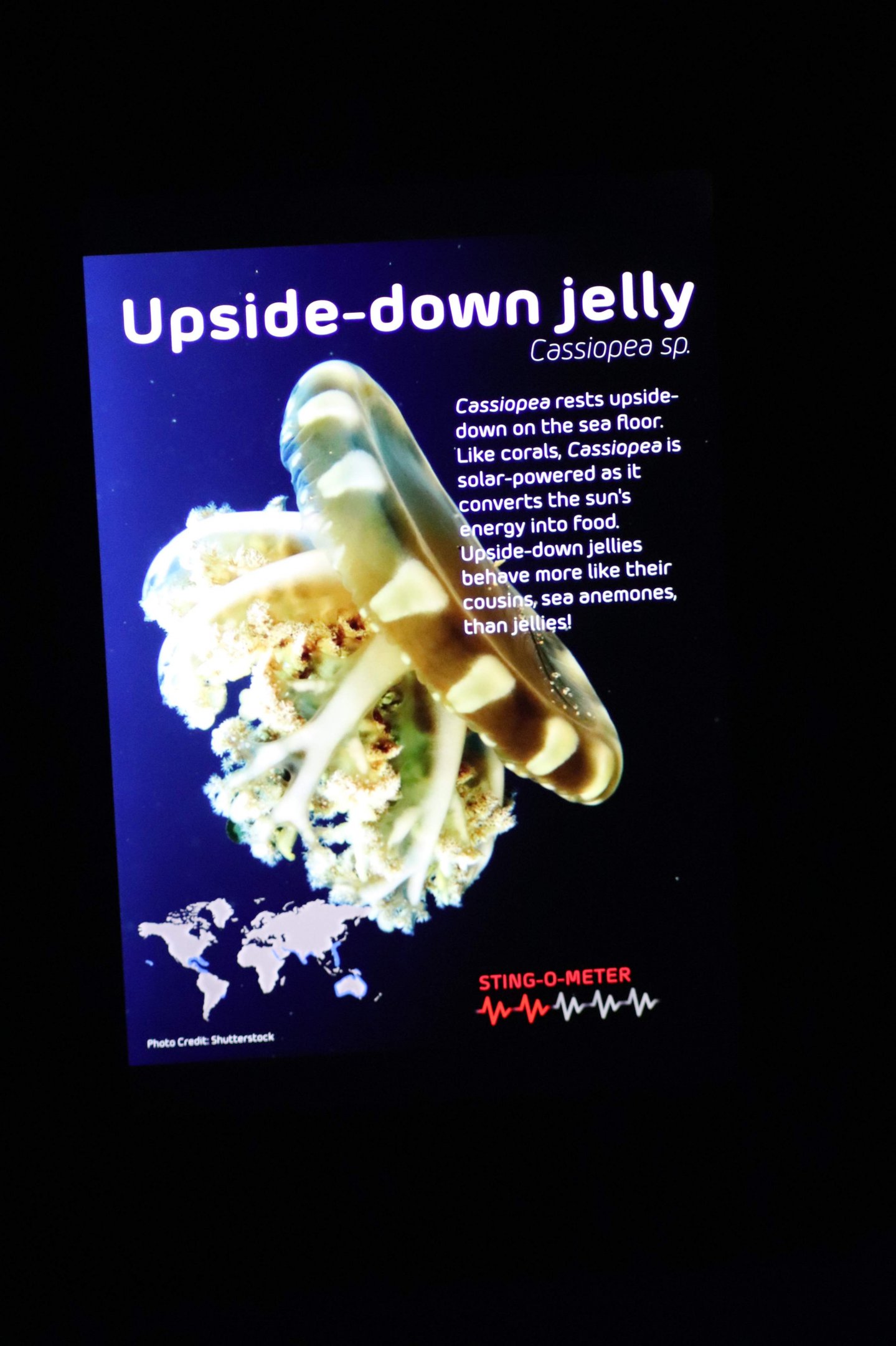 Signage Example - Sea Jellies Illuminated