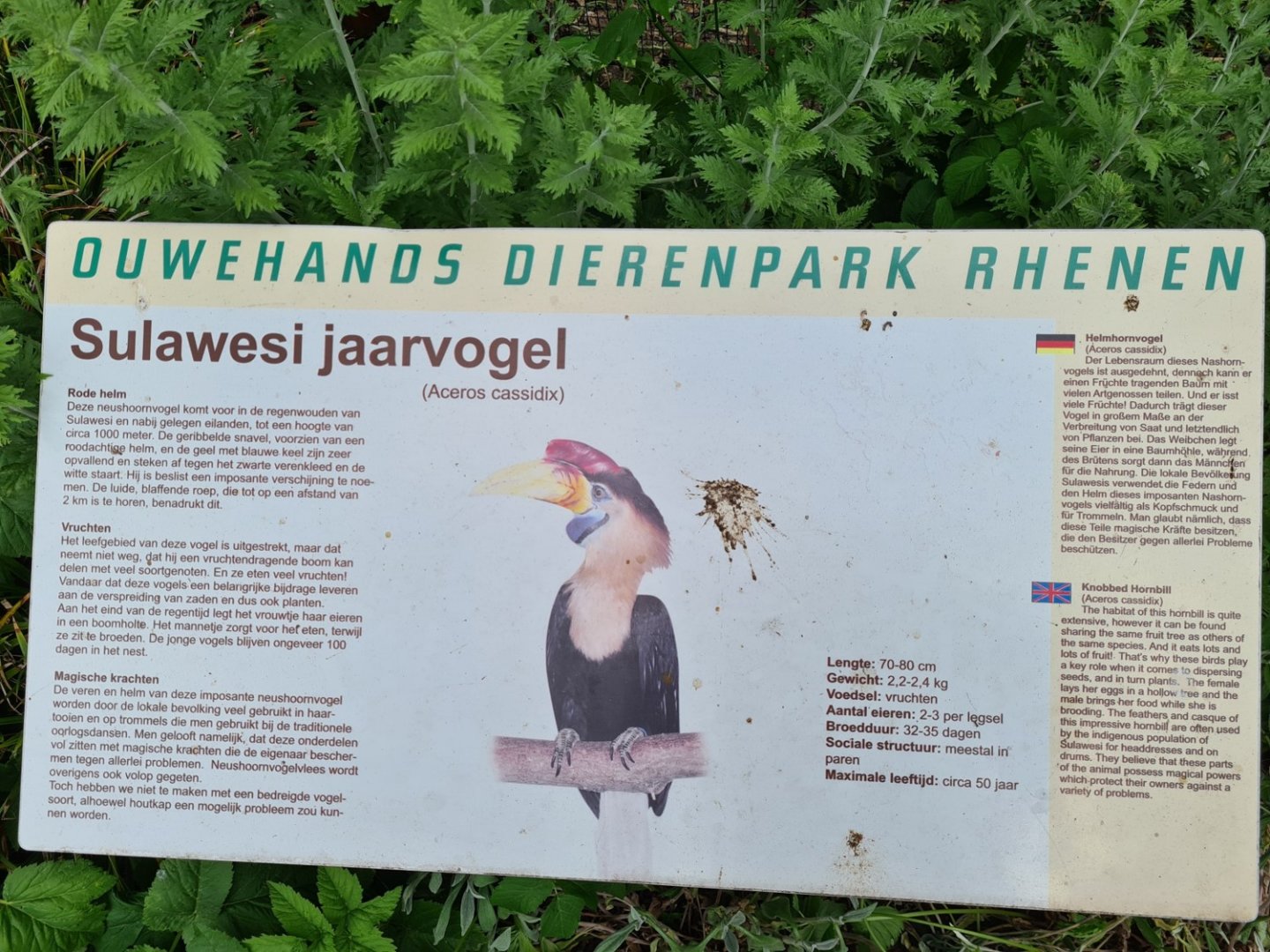 Signage example - Sulawesi knobbed hornbill