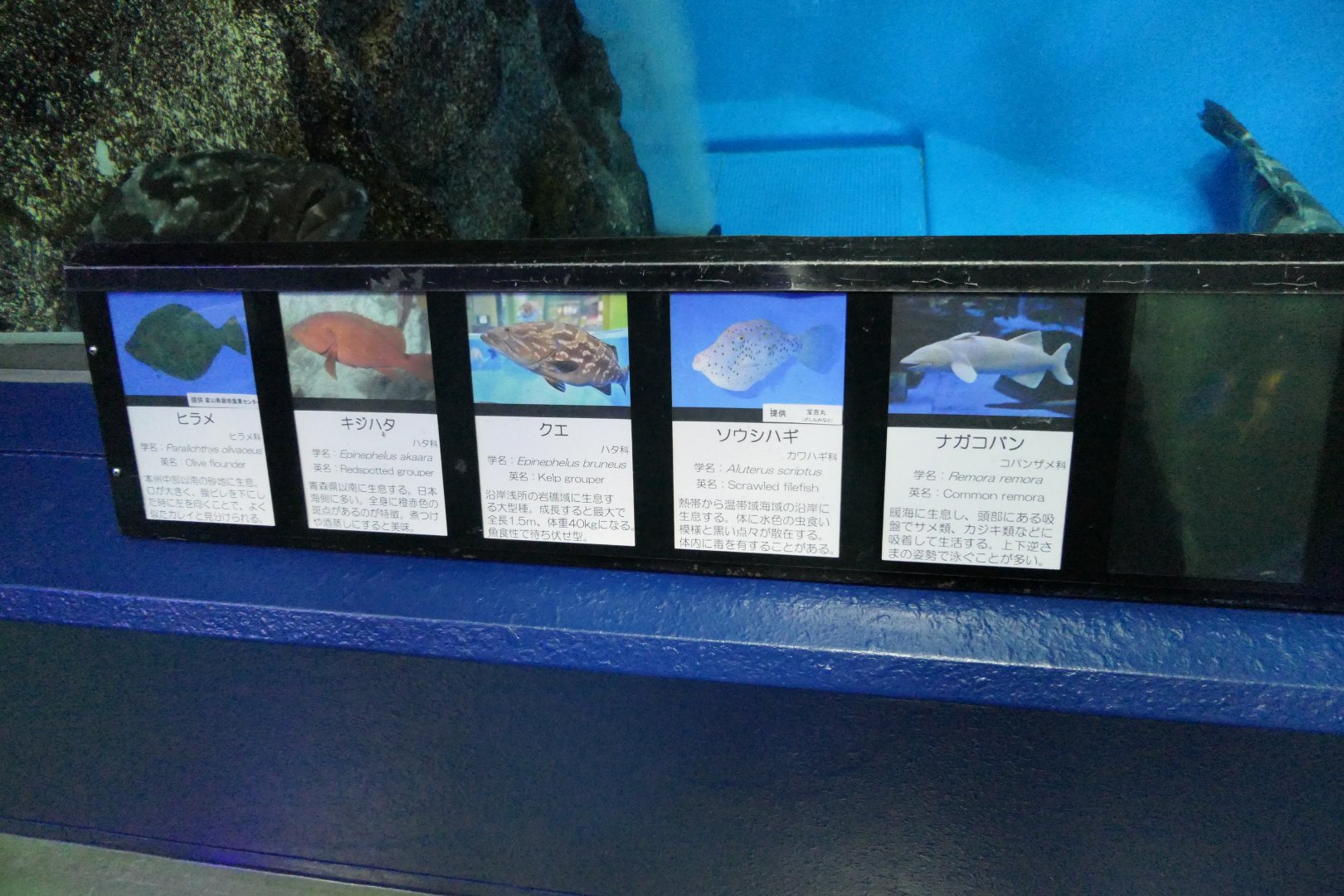 Signage example - Uozu Aquarium