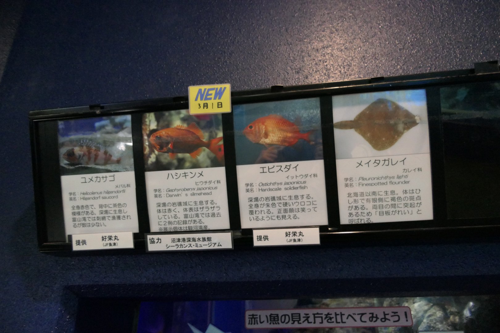 Signage example - Uozu Aquarium