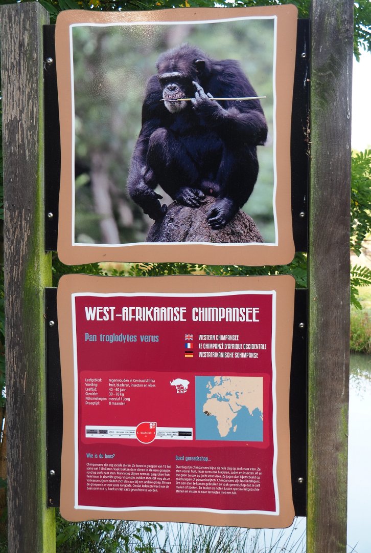 Signage example - Western chimpanzee, 2019-09-15