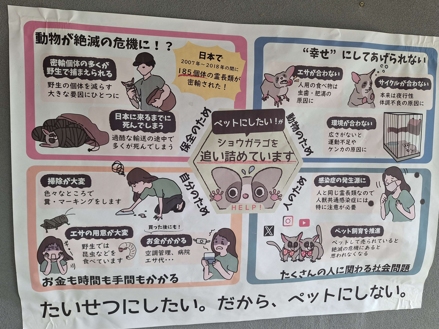 Signage example - why galagos should not be kept as pets