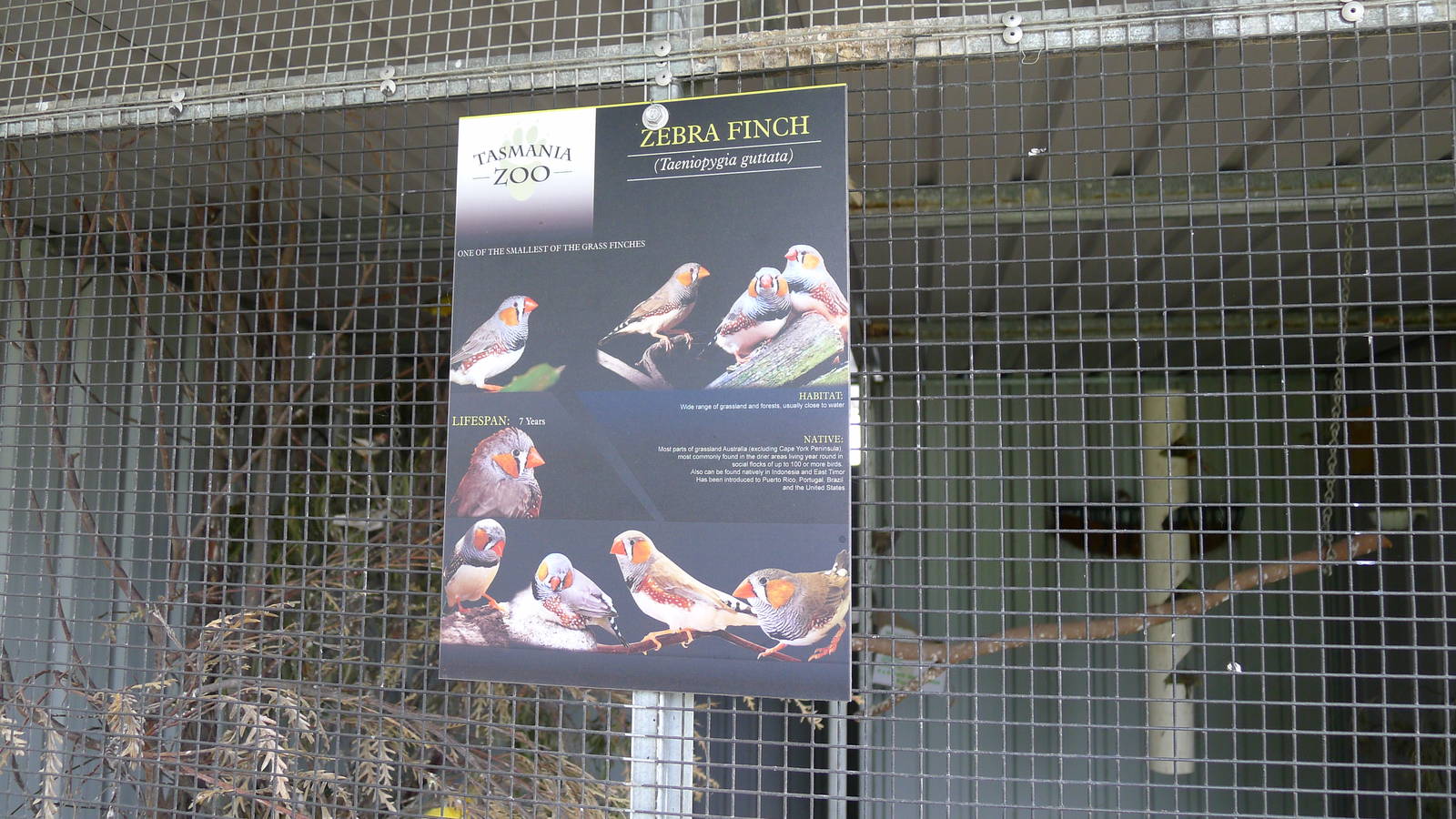 Signage example - Zebra finch