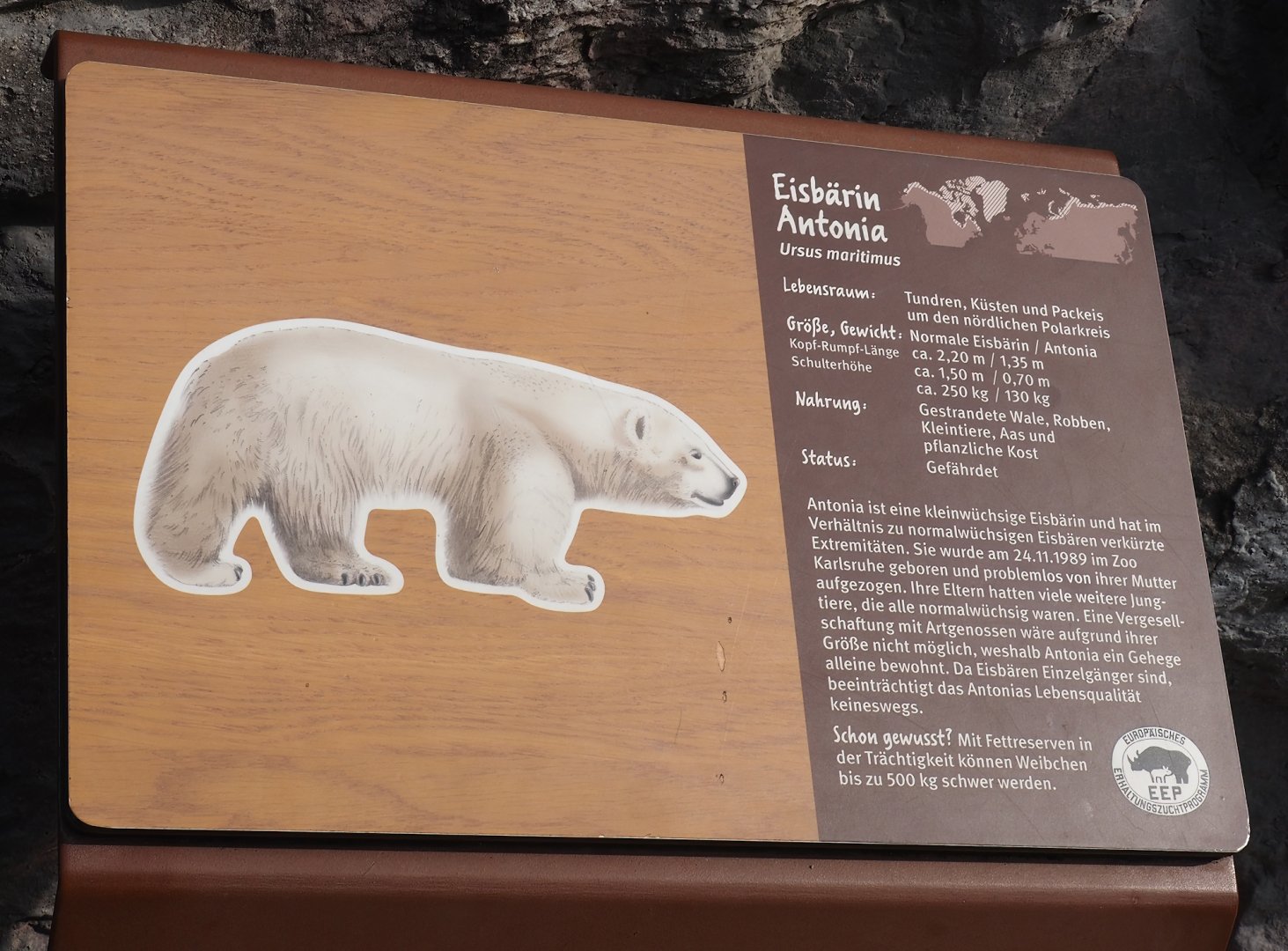 Signage for Antonia, polar bear with dwarfism, 2024-08-05