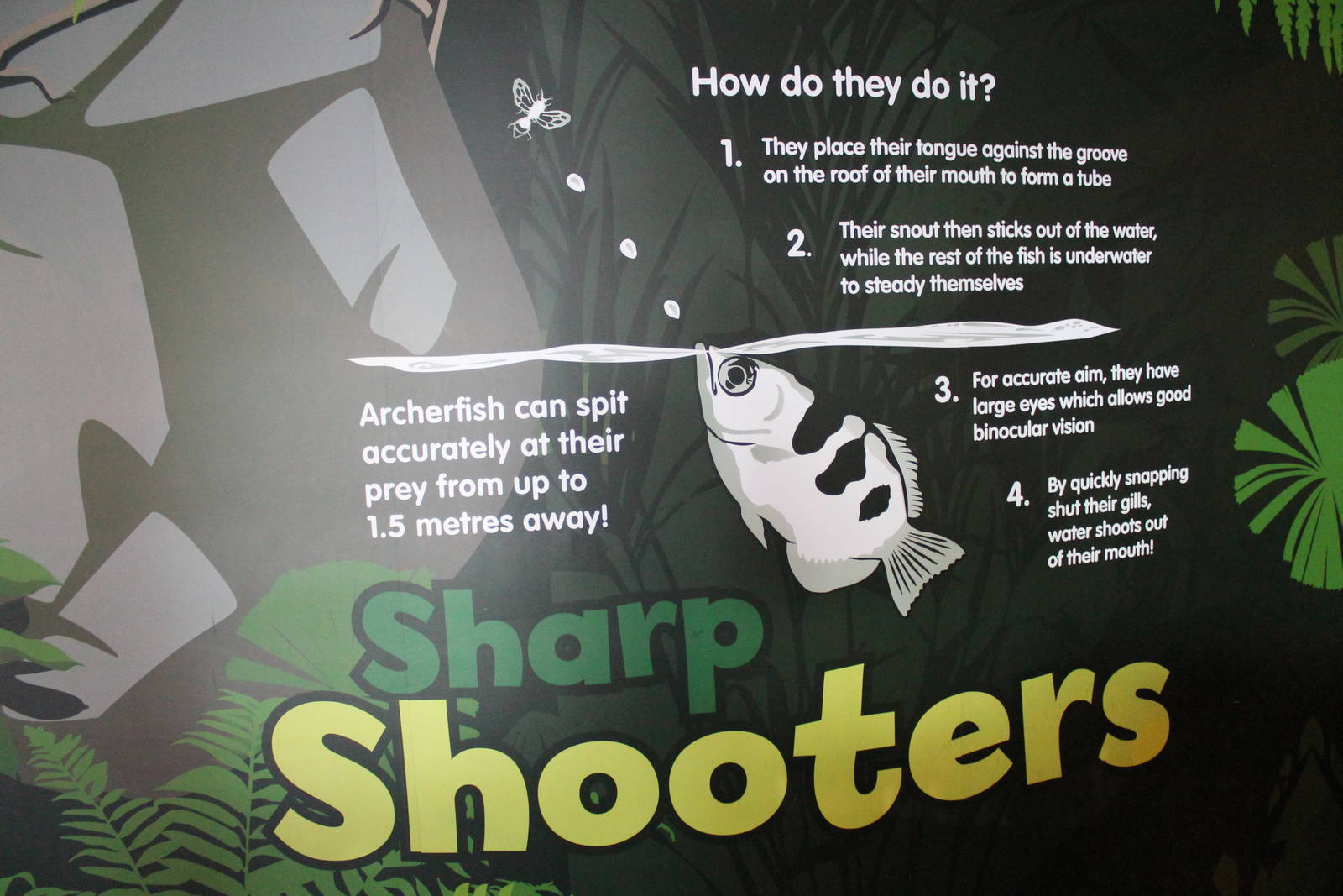 signage for archerfish