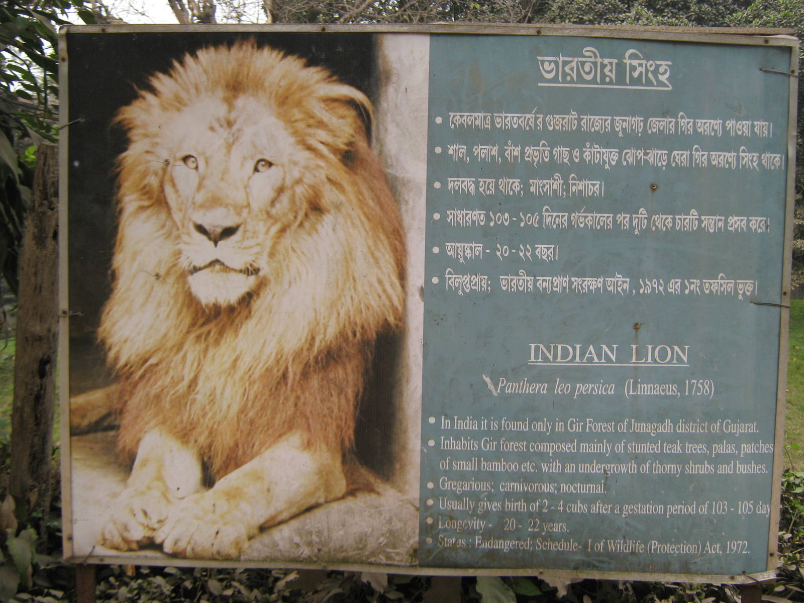 signage for Asian lion