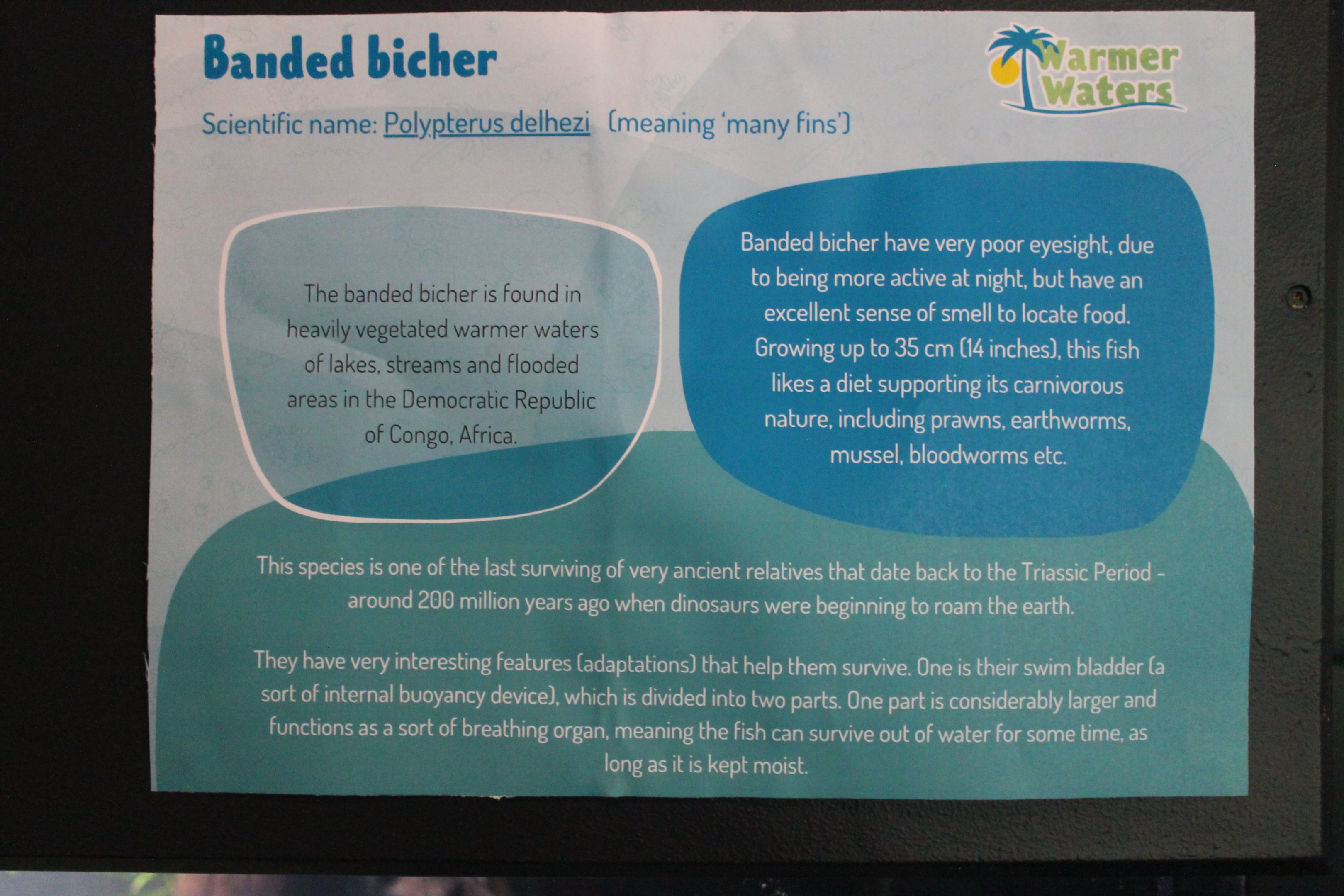 Signage for Banded Bichir