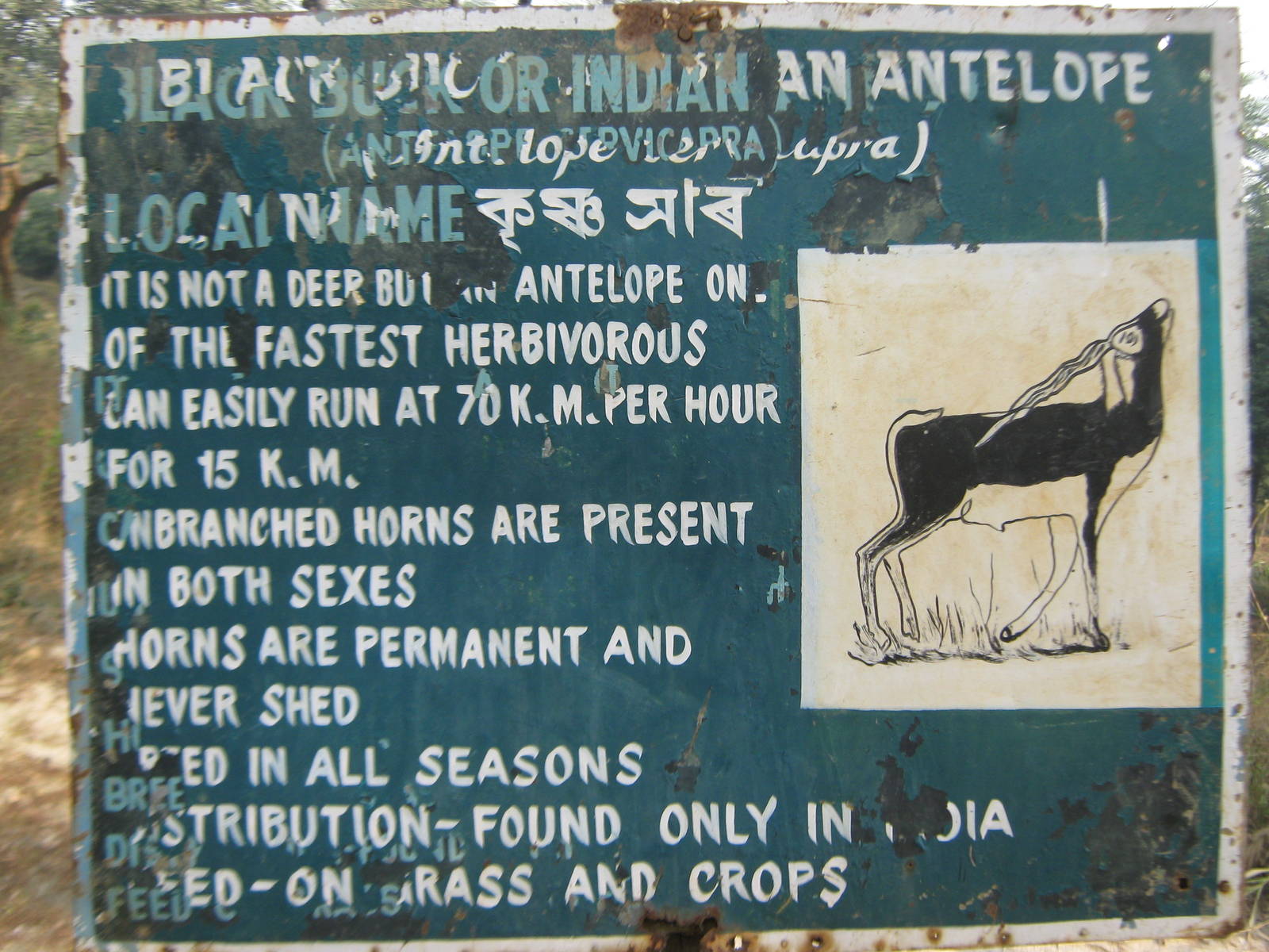 signage for blackbuck (Antilope cervicapra)