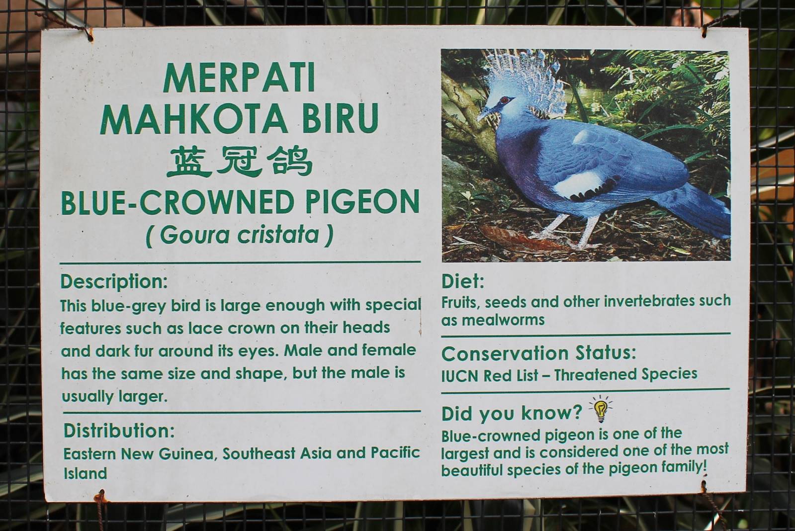 signage for blue crowned pigeons (Goura cristata)