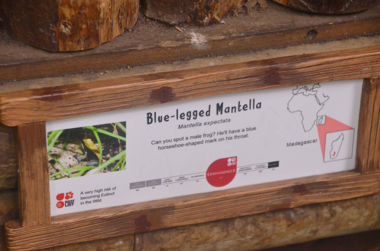 Signage for Blue-legged Mantella at Chester 09/03/16