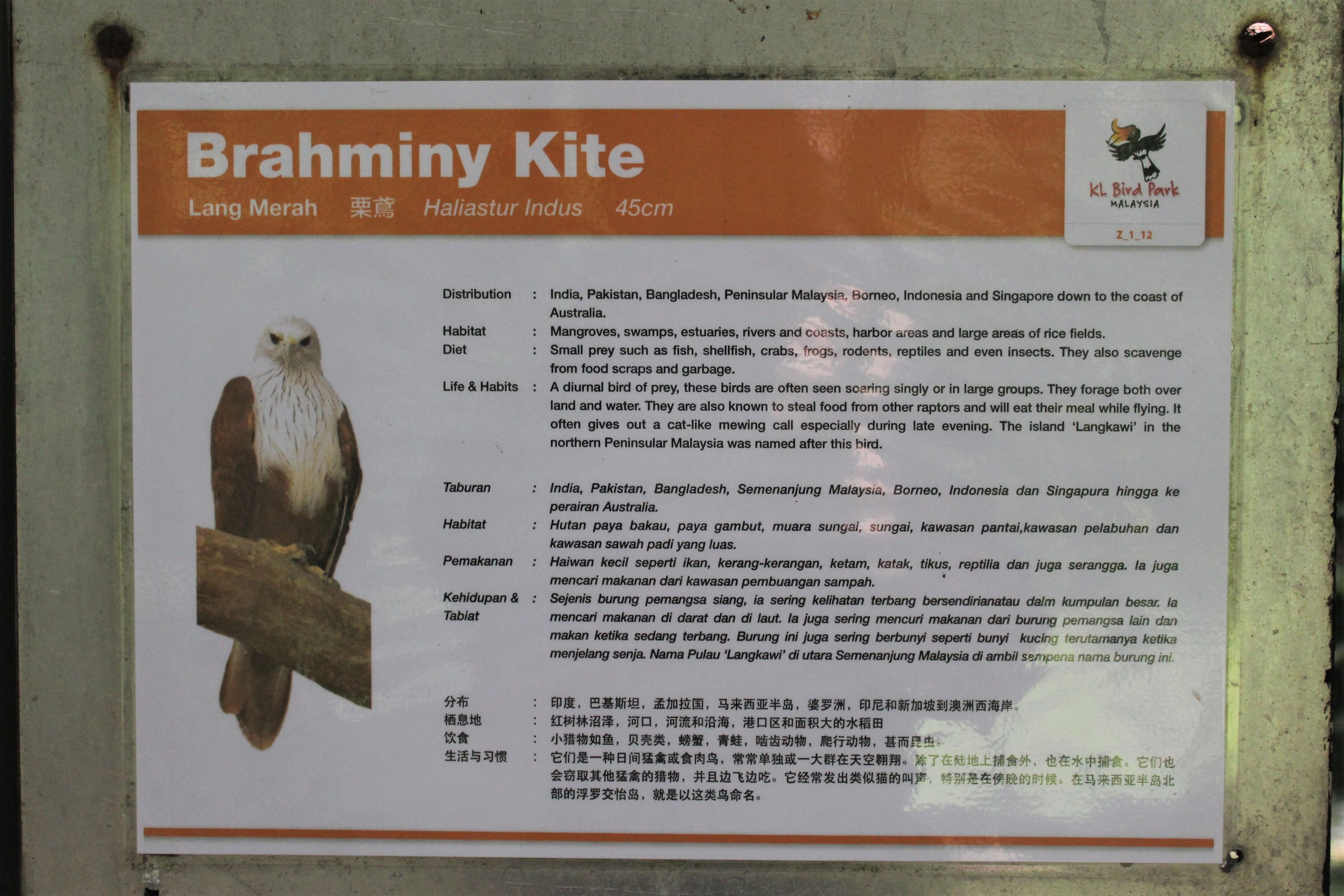 signage for Brahminy Kites (Haliastur indus)