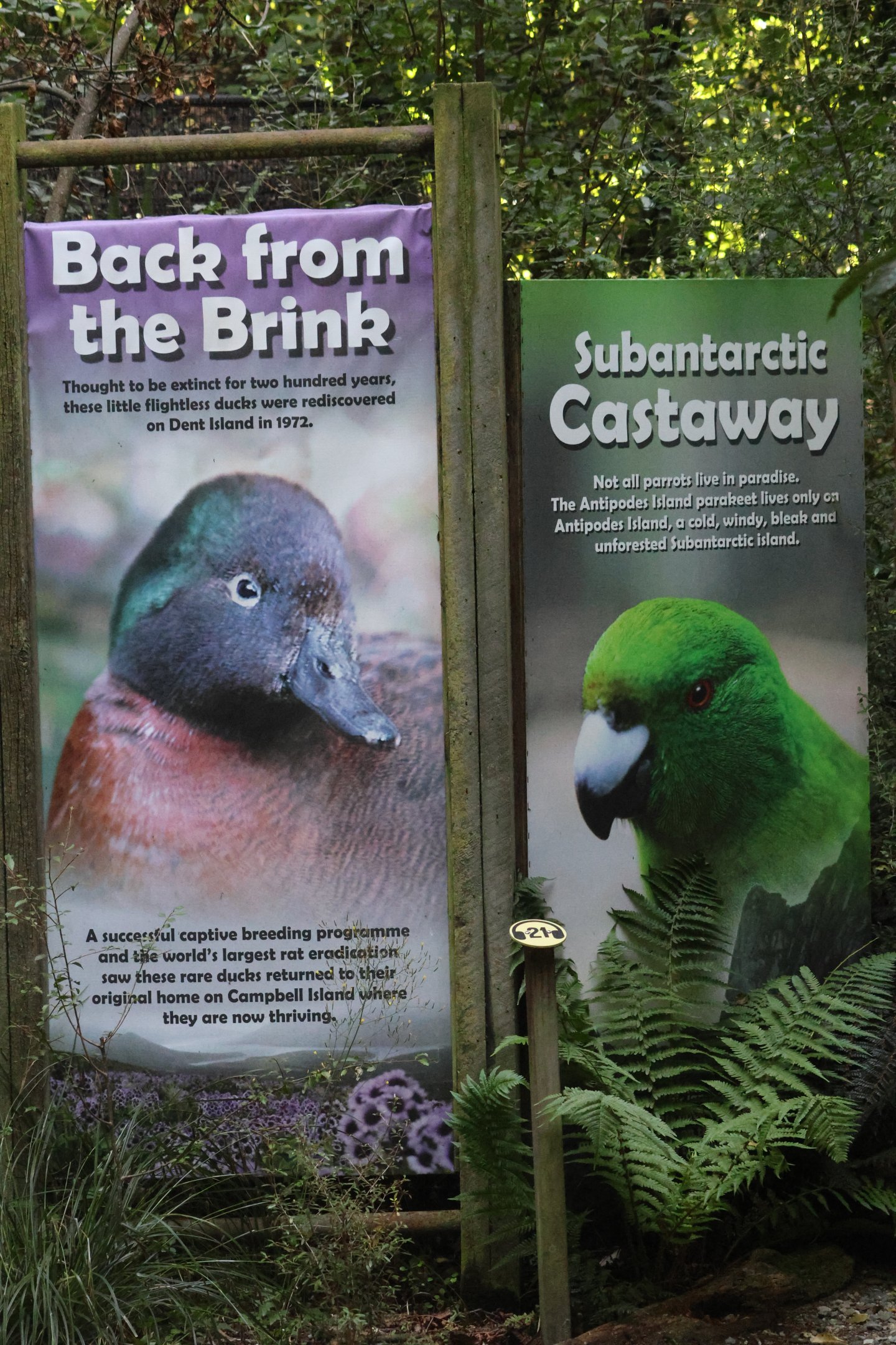 Signage for Campbell Island Teal and Antipodes Island Parakeet