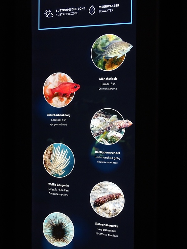 Signage for Cardinalfish / damselfish tank