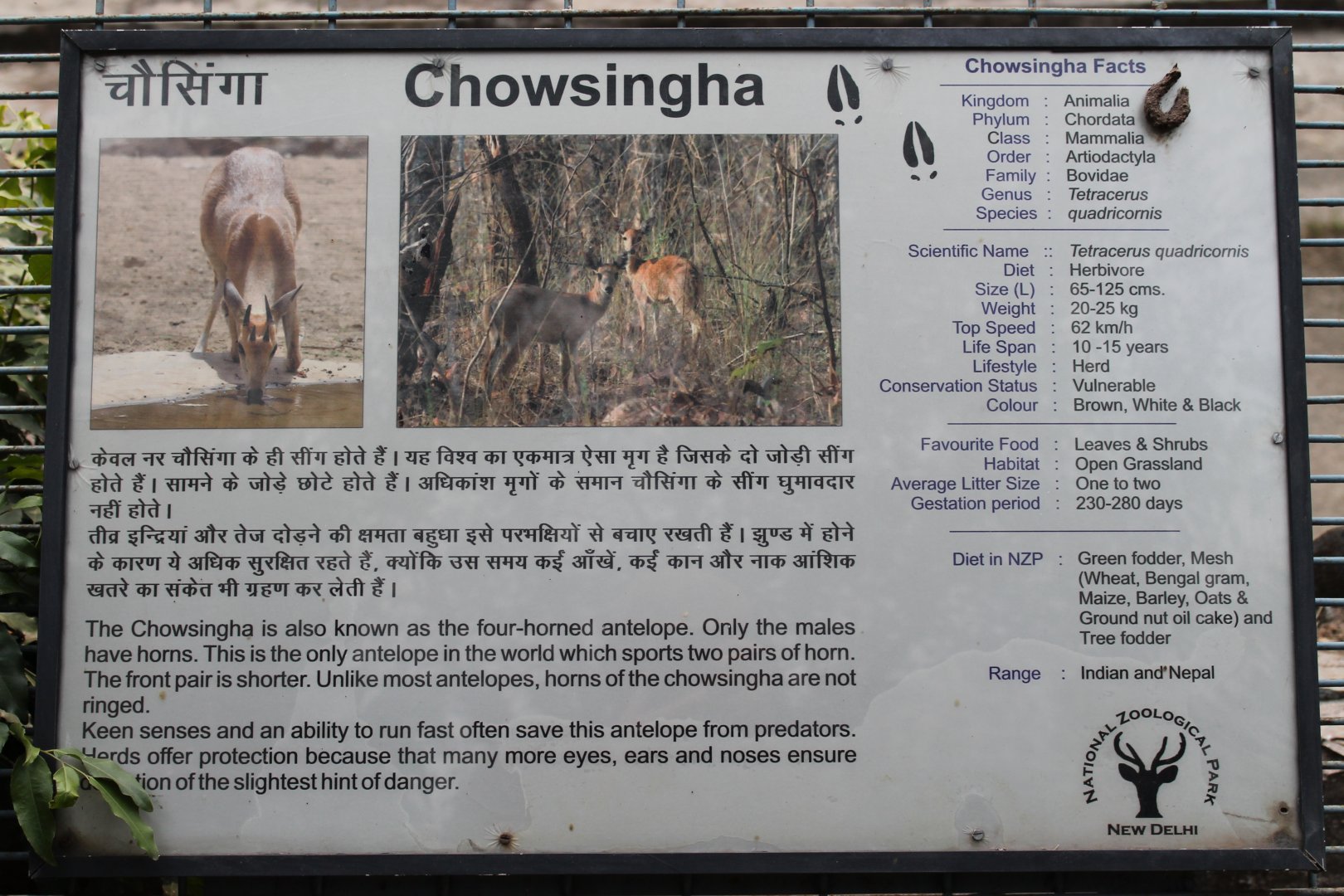 signage for Chousingha (Tetracerus quadricornis)