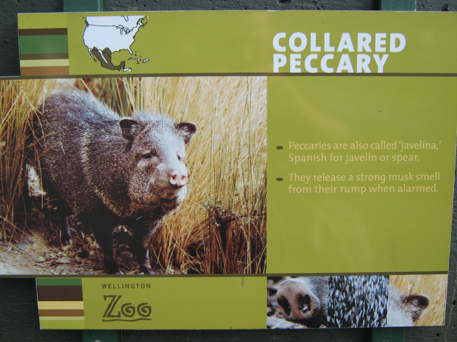 signage for collared peccary