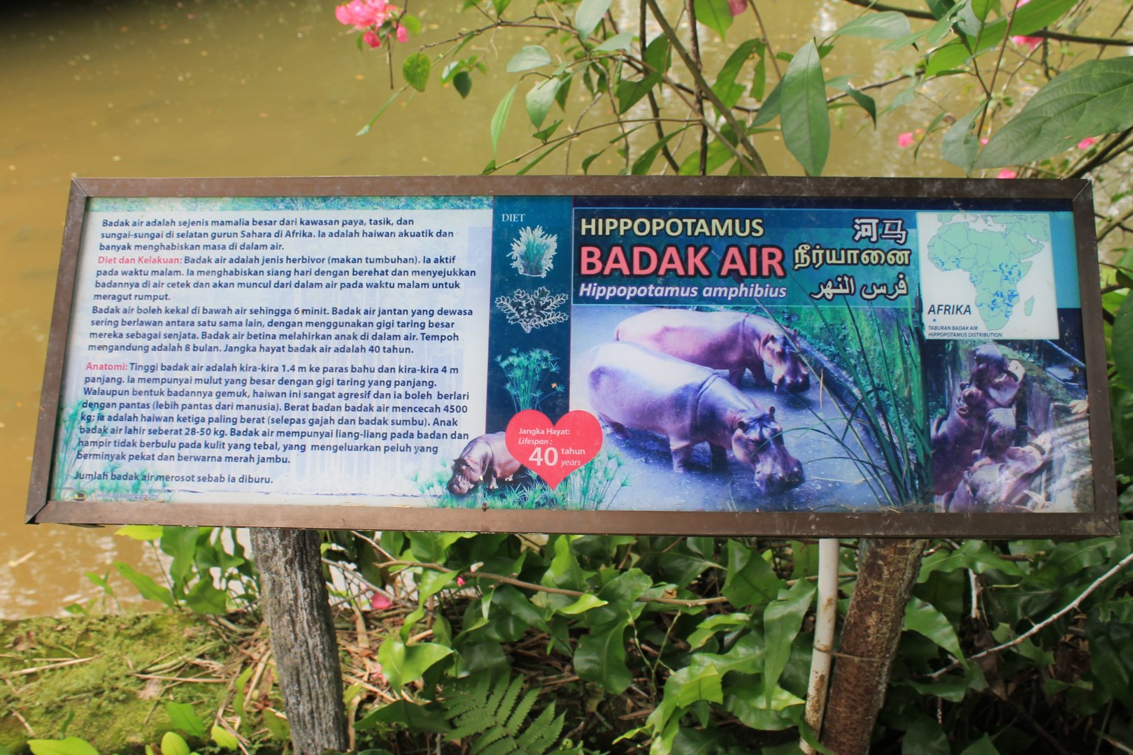 signage for Common Hippopotamus