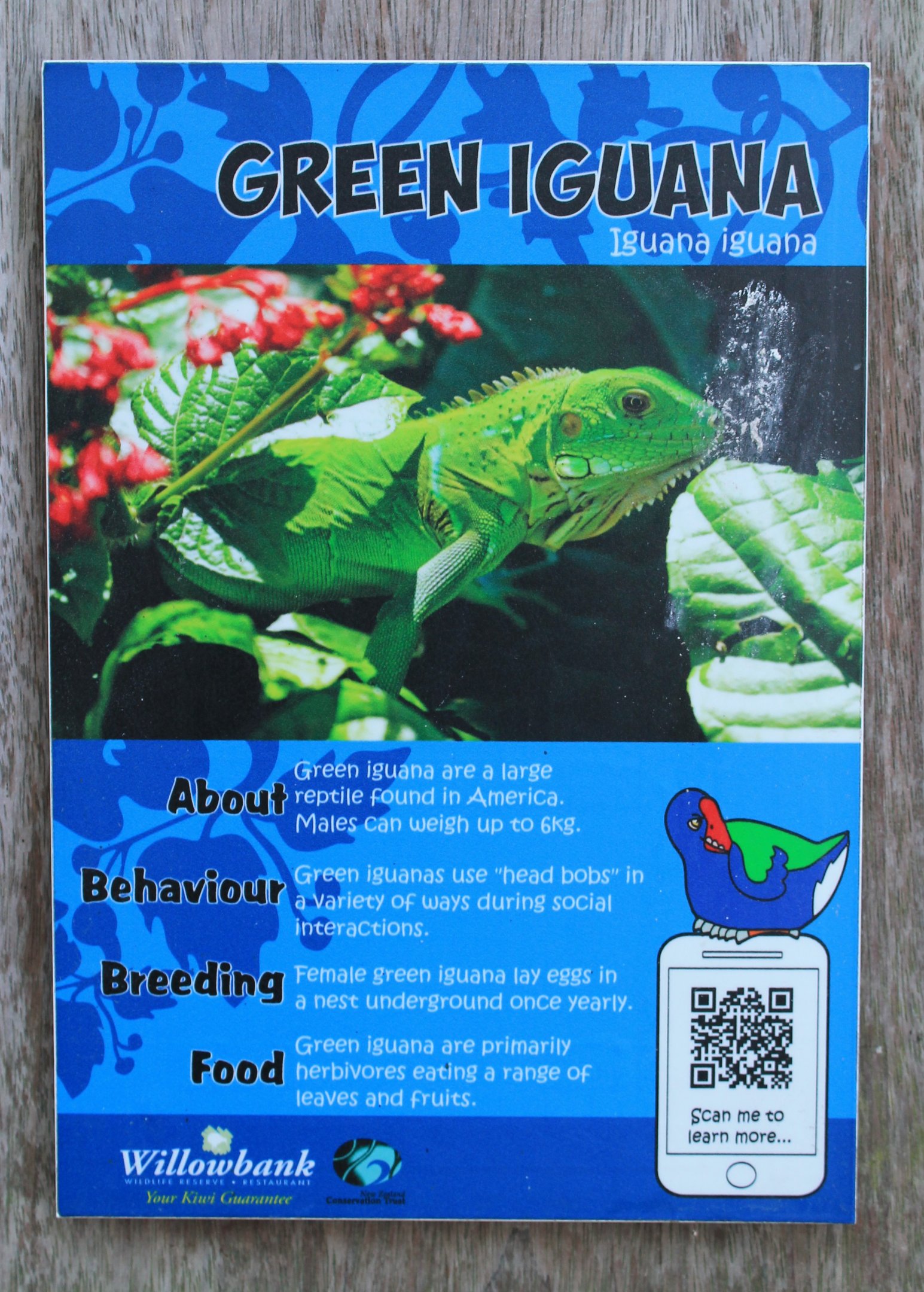 signage for Common Iguana