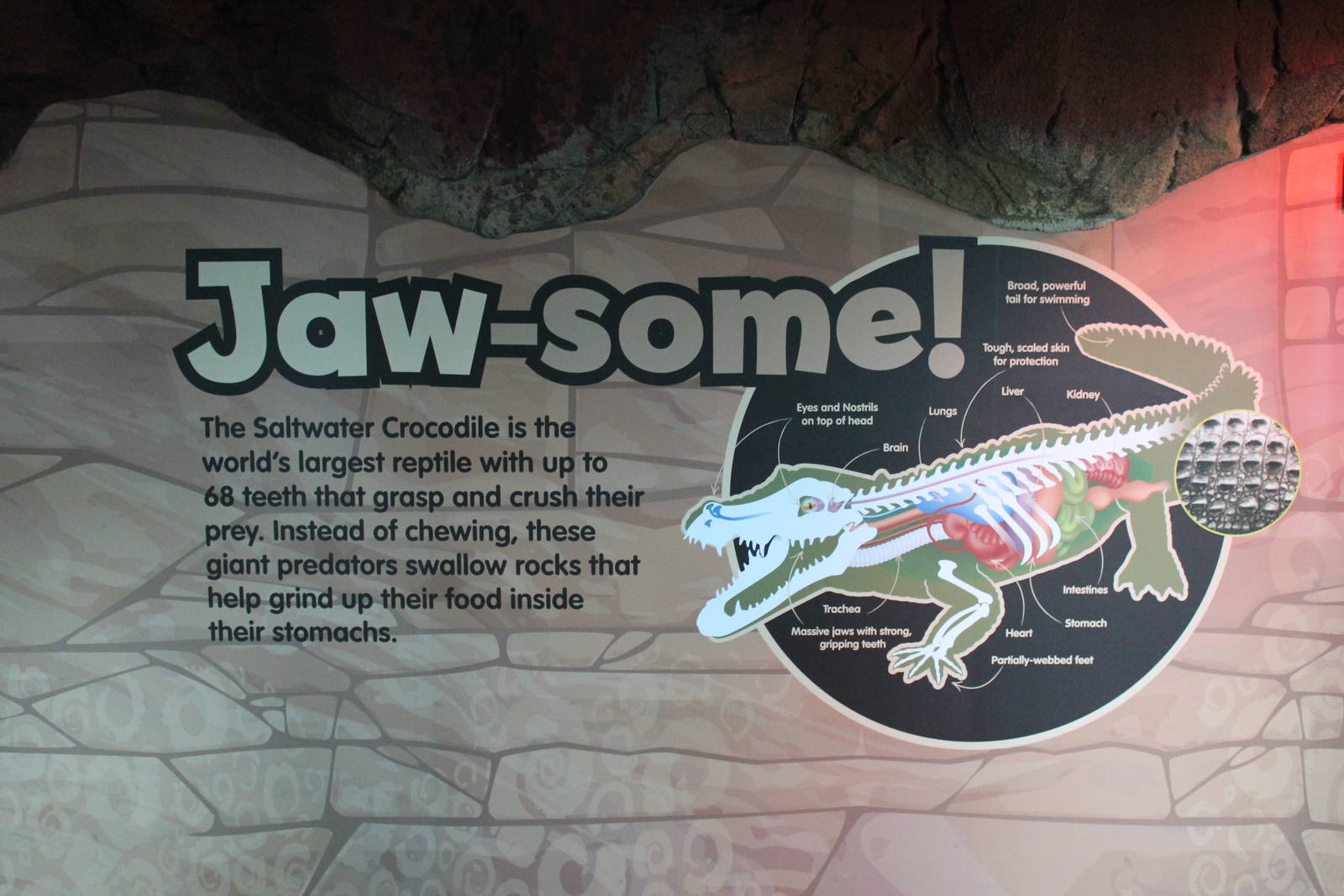 signage for crocodile display
