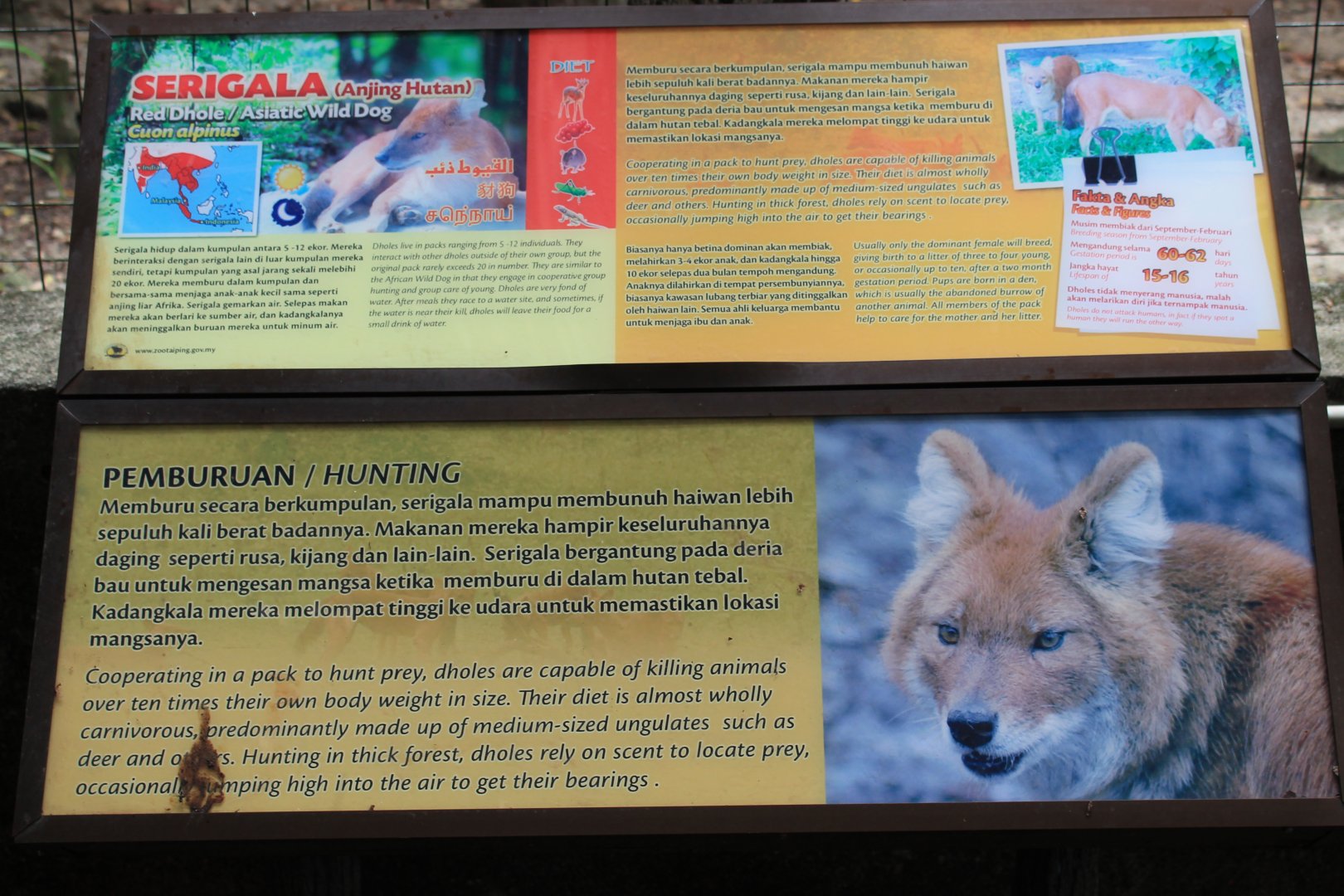 signage for Dholes (Cuon alpinus)