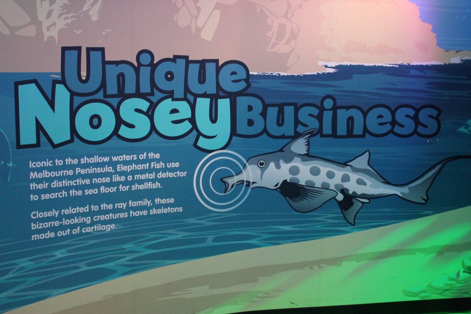 signage for elephantfish (Callorhynchus millii)