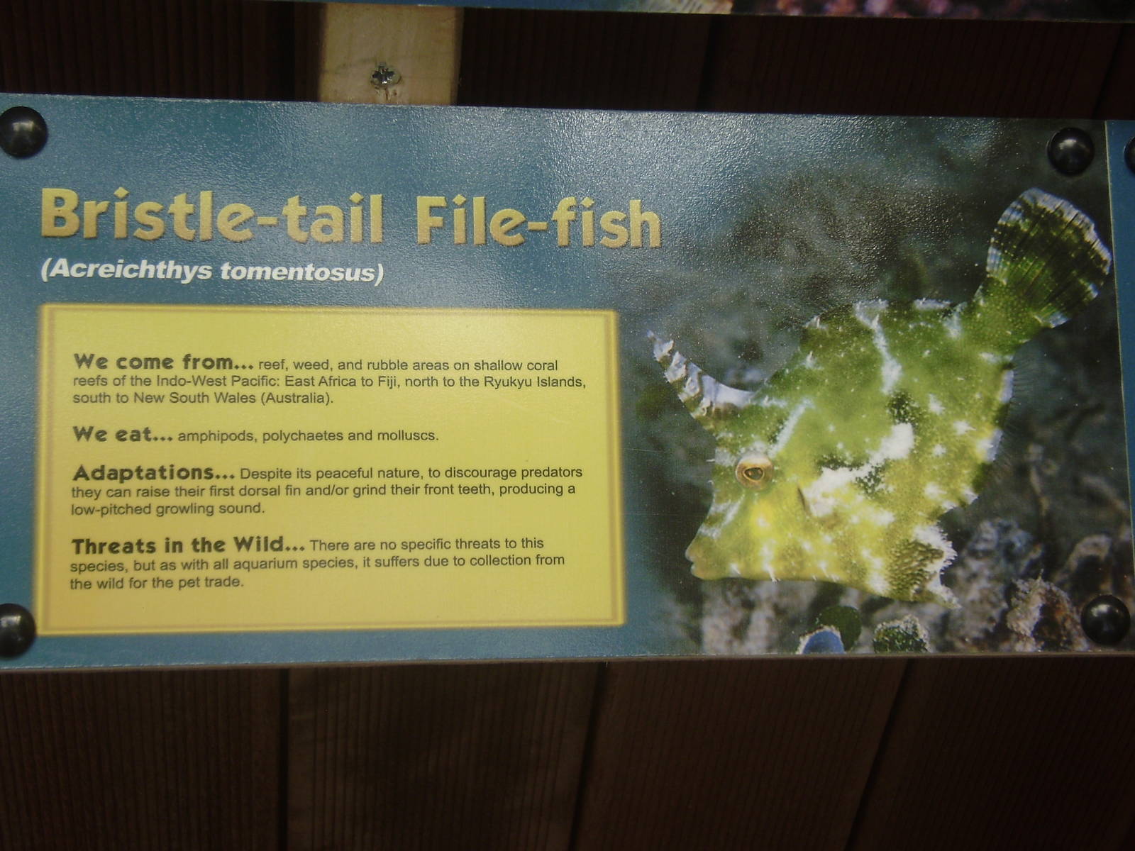 Signage for filefish
