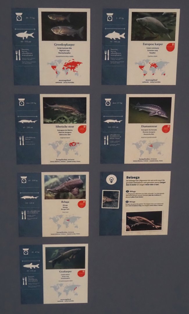 Signage for fish species kept in the Scaly-sided merganser and fish exhibit, 2025-11-30