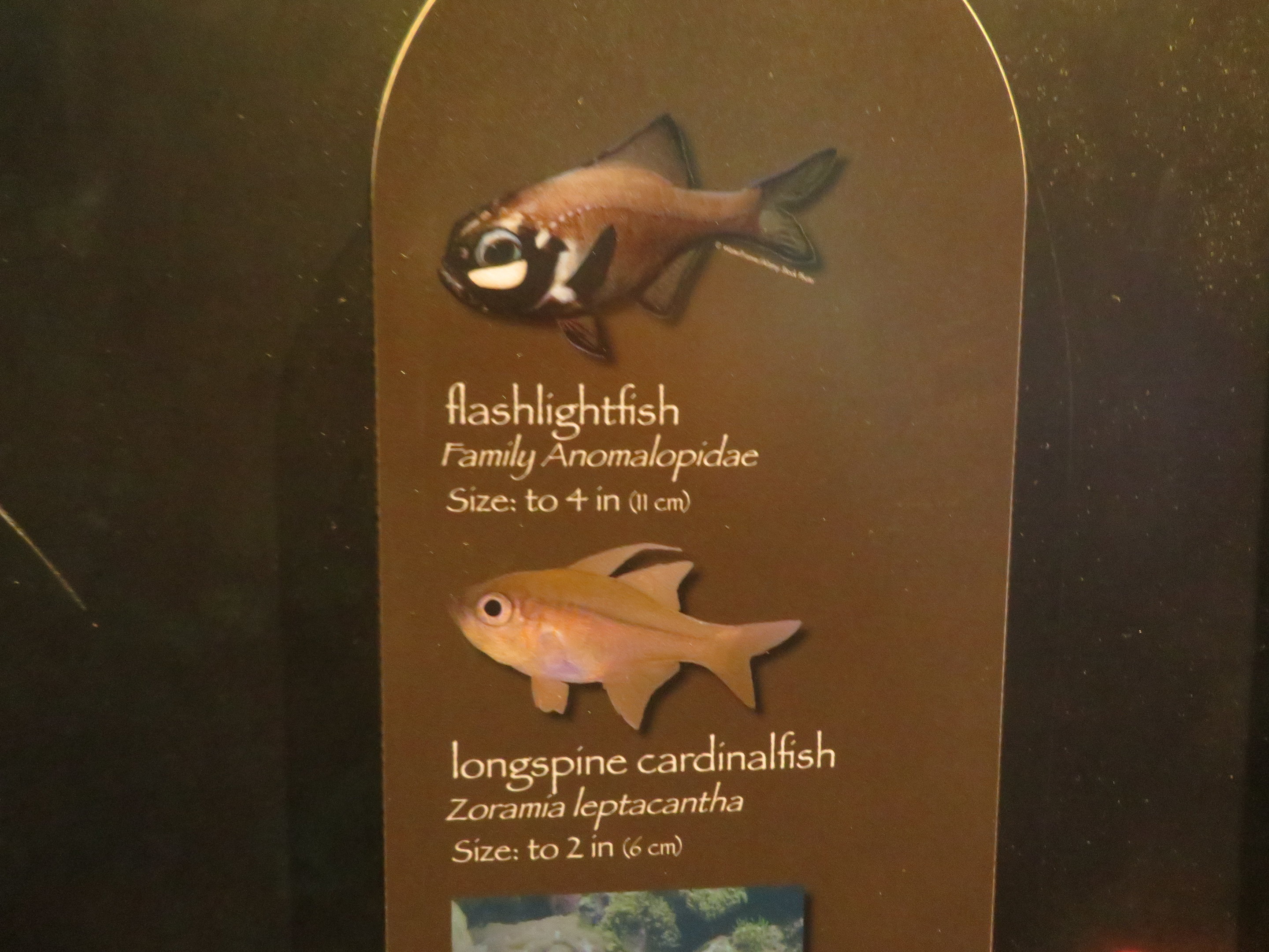 Signage for Flashlightfish