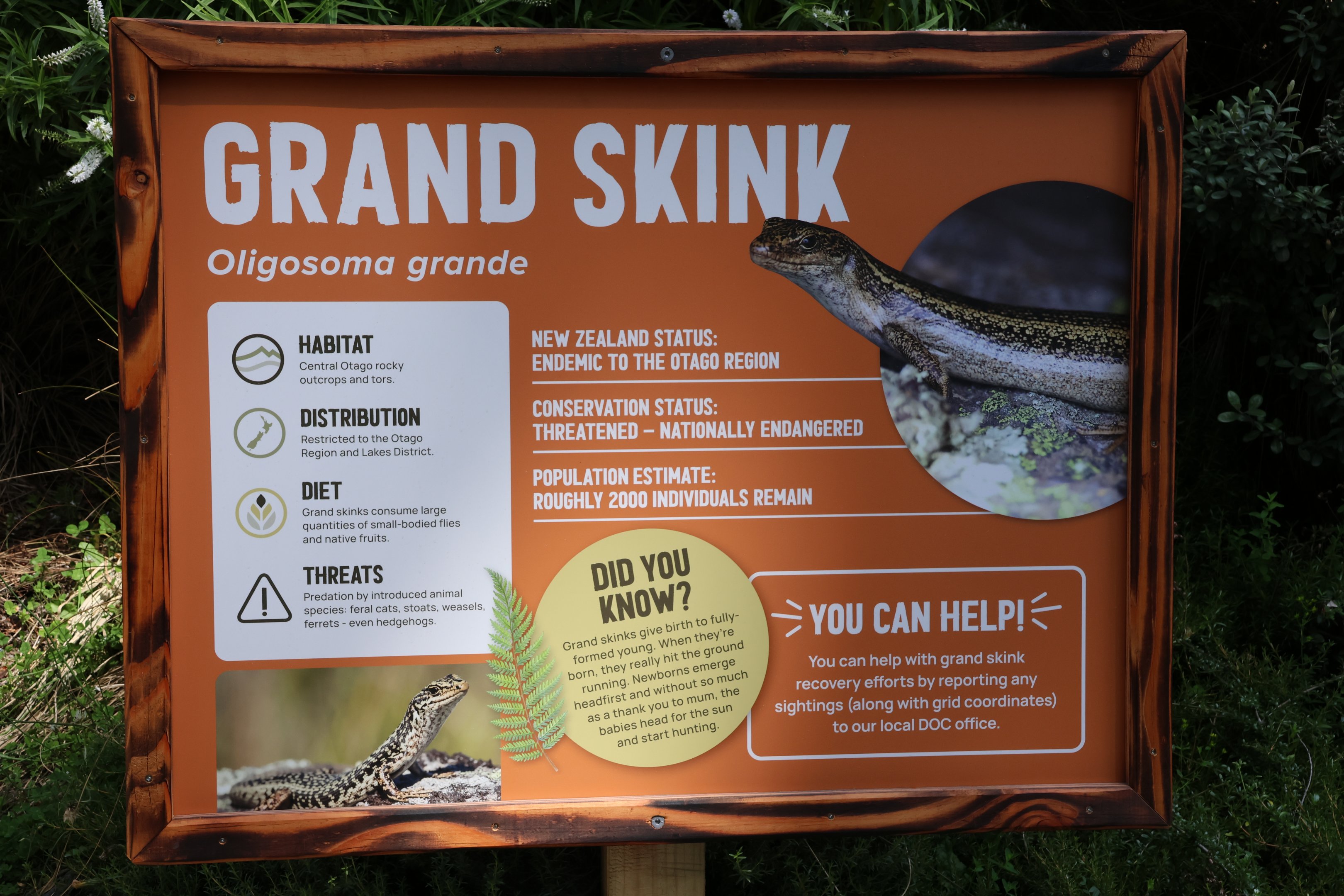 Signage for Grand Skink