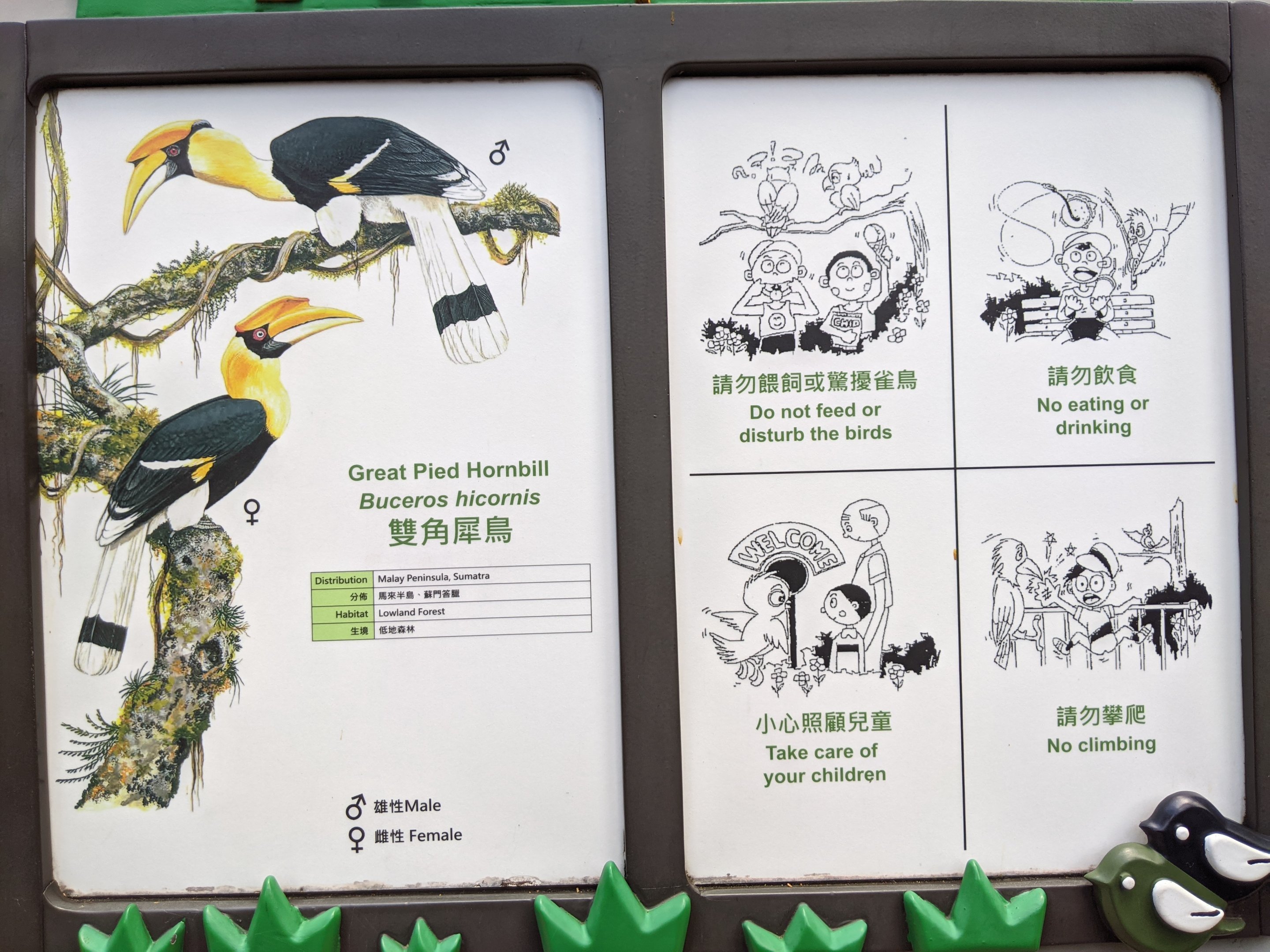 Signage for Great Hornbill (Buceros bicornis)