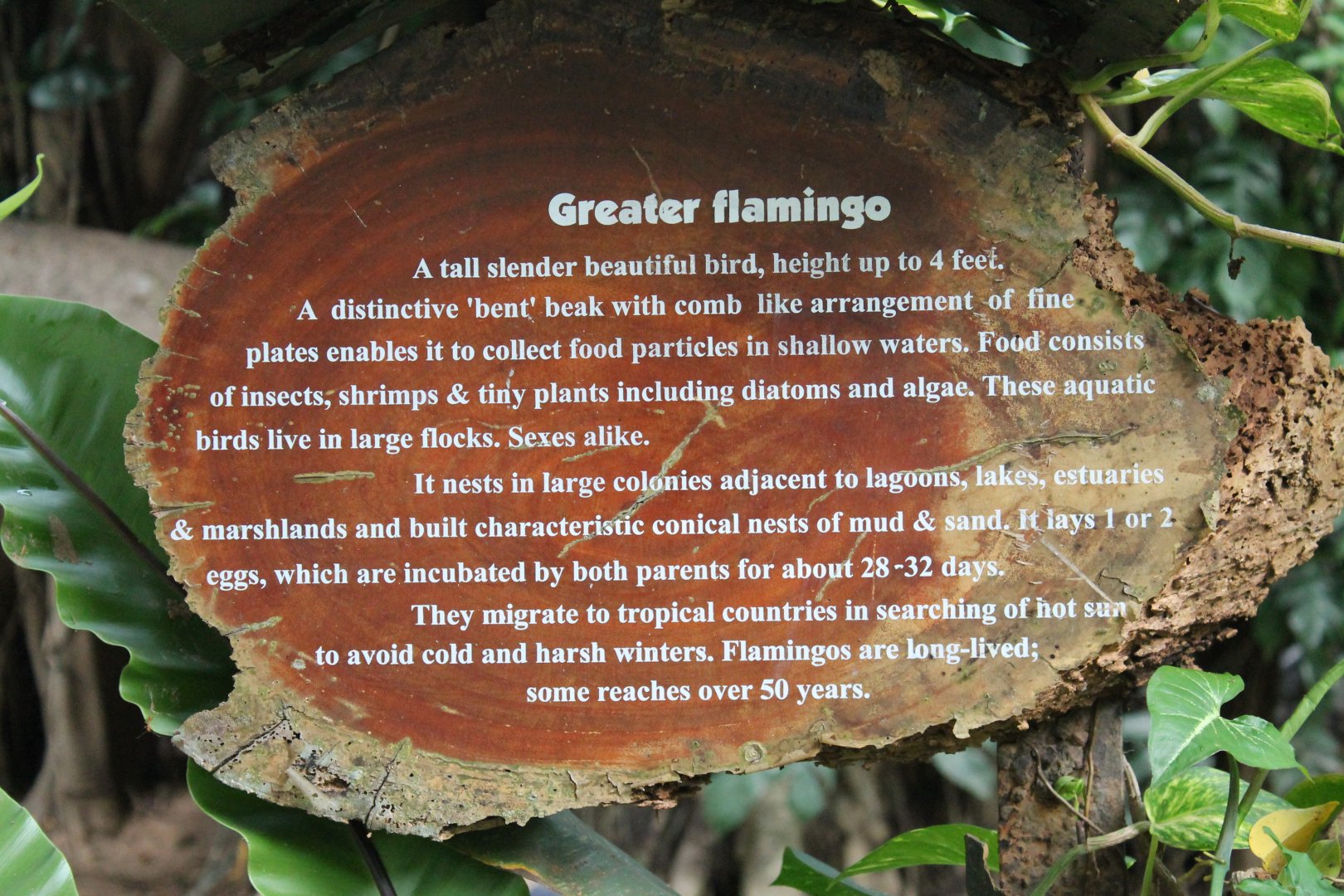 signage for Greater Flamingoes